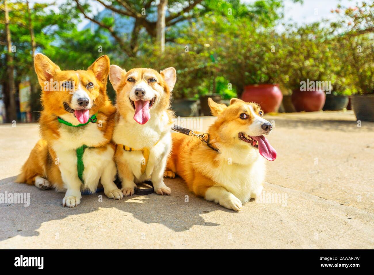 Tre felici cani del Pembroke del Galles del Corgi con la linguetta che si attacca fuori isolata sullo sfondo defocused del parco. Foto Stock