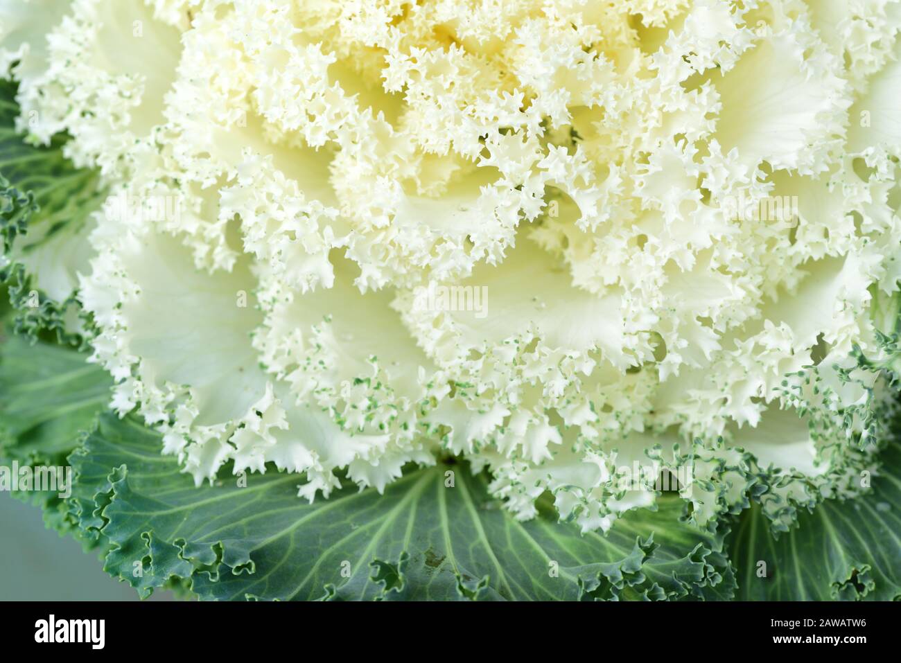 Primo piano e sfondo di un cavolo bianco con foglie brillanti e sfondo verde con spazio per il testo Foto Stock