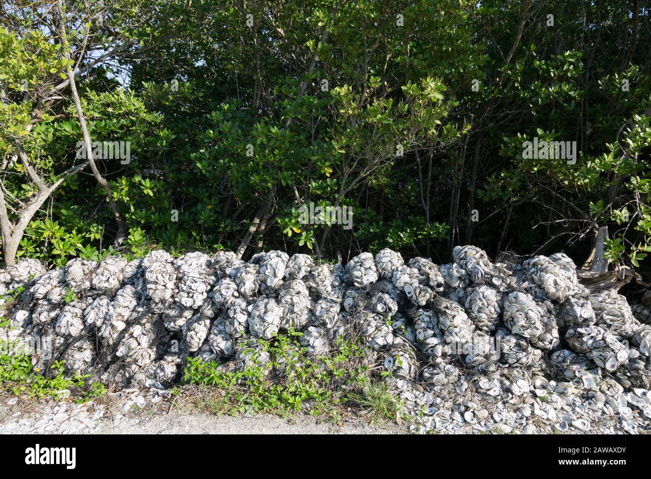Le conchiglie vengono insaccate e impilate, pronte per essere dispiegate come parte del progetto Oyster Reef Restoration presso il Florida Oceanographic Coastal Center di Stuart. Foto Stock