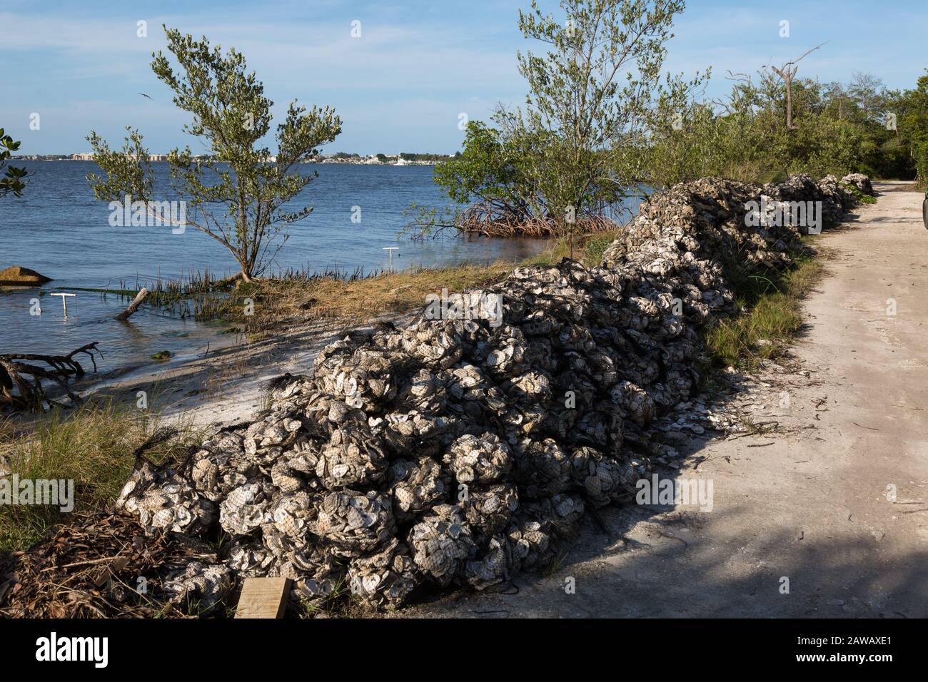 Le conchiglie vengono insaccate e impilate, pronte per essere dispiegate come parte del progetto Oyster Reef Restoration presso il Florida Oceanographic Coastal Center di Stuart. Foto Stock