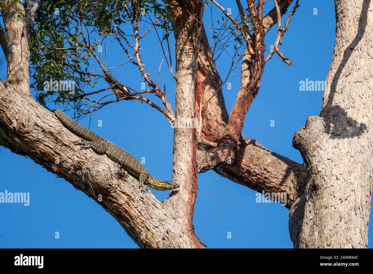 Pizzo monitor o albero goanna (Varanus varius) in albero. Foto Stock