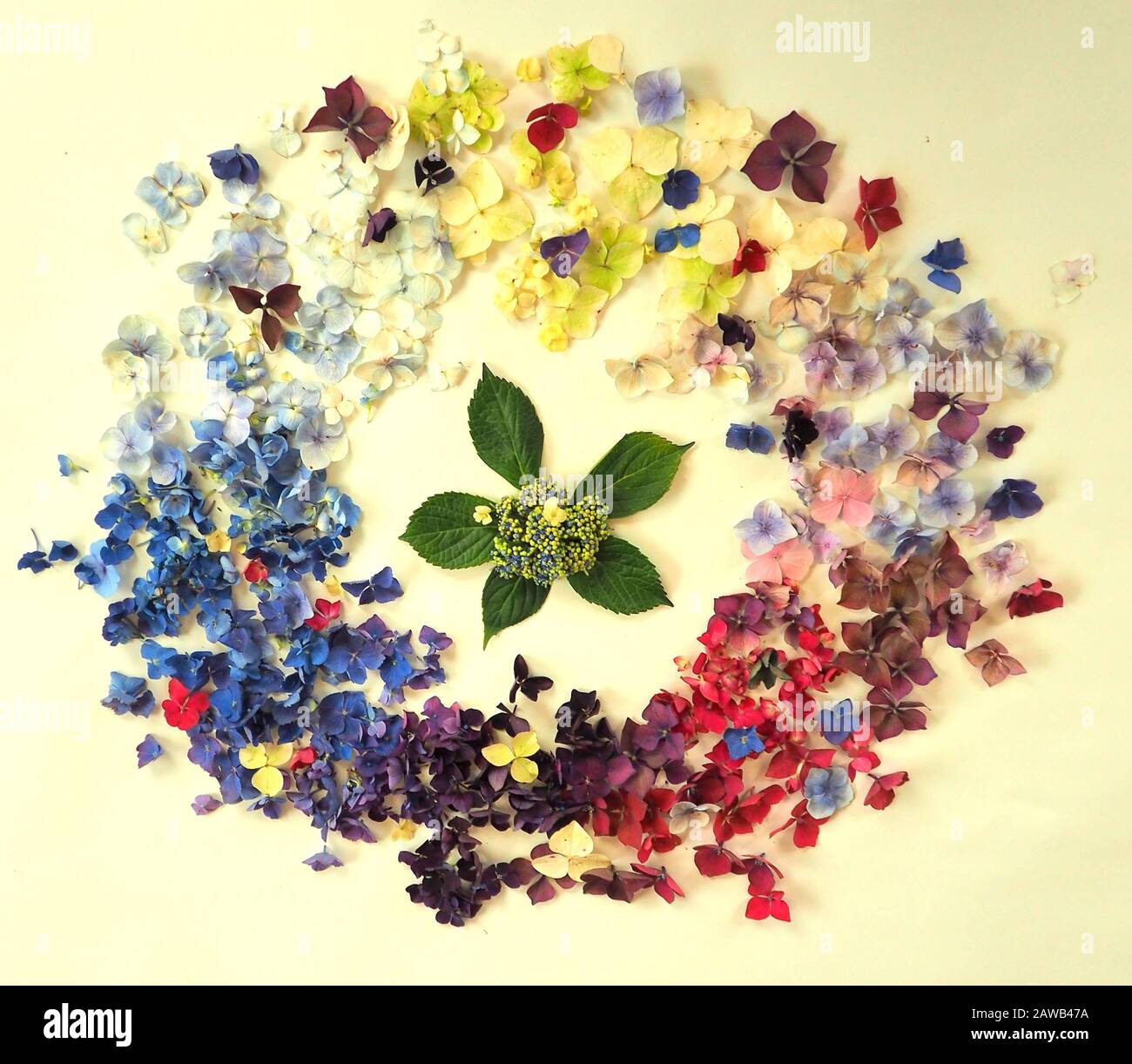 Anello colorato raggruppato di petali di hydrangea Foto Stock