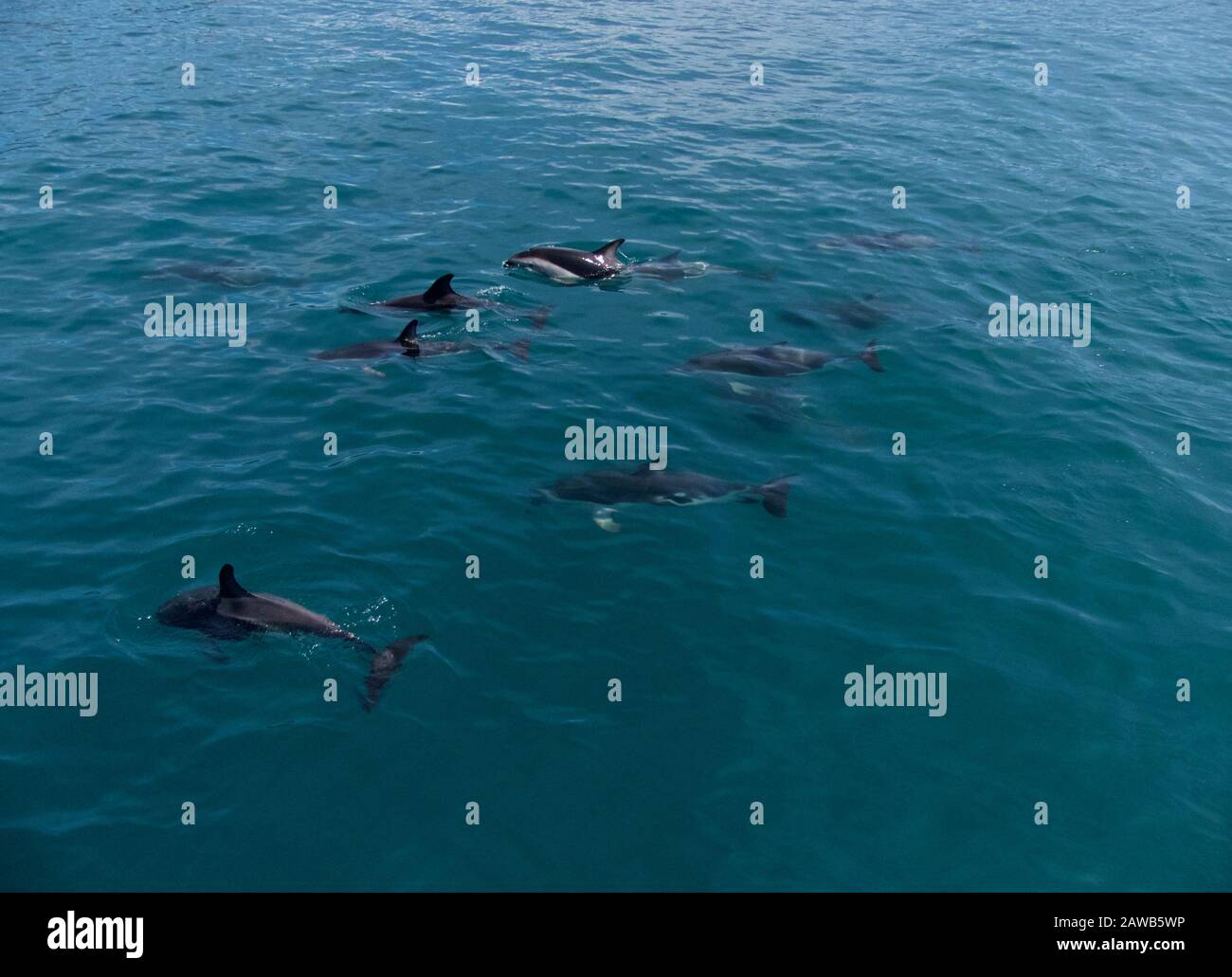 Gruppo di delfini Duksy che si affacciano al largo della costa di Kaikoura, Nuova Zelanda, in acque calme Foto Stock