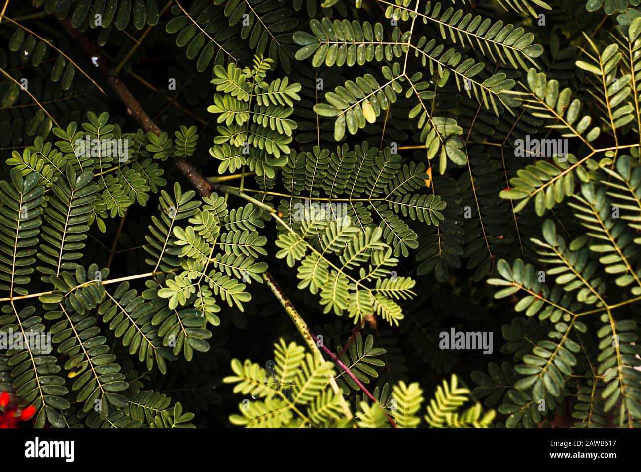 Non piangere mai su un ragazzo. È nella loro natura rompere il vostro cuore. Foto Stock