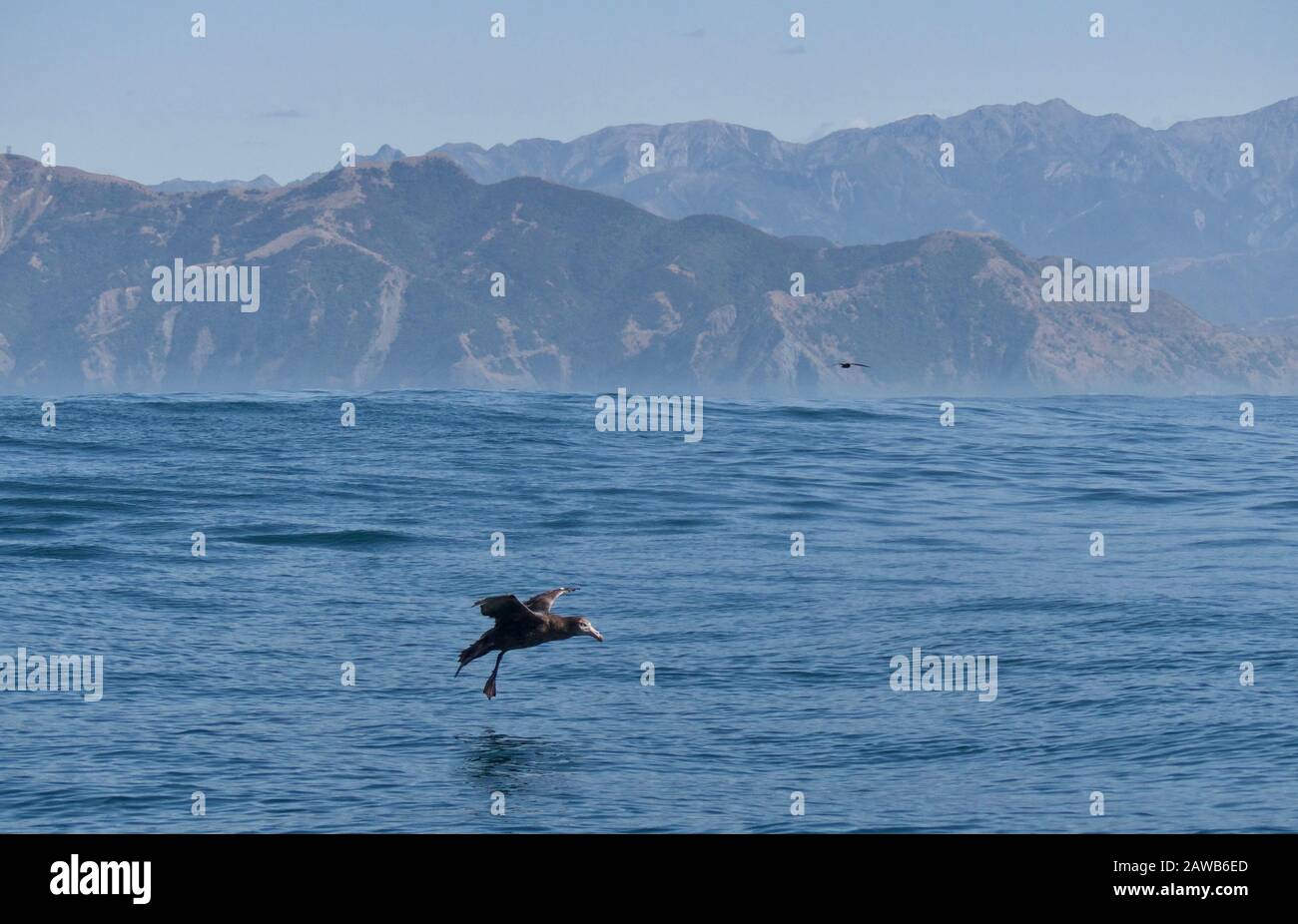 Il gigante Petrel entra in terra con le montagne di Kaikoura sullo sfondo Foto Stock