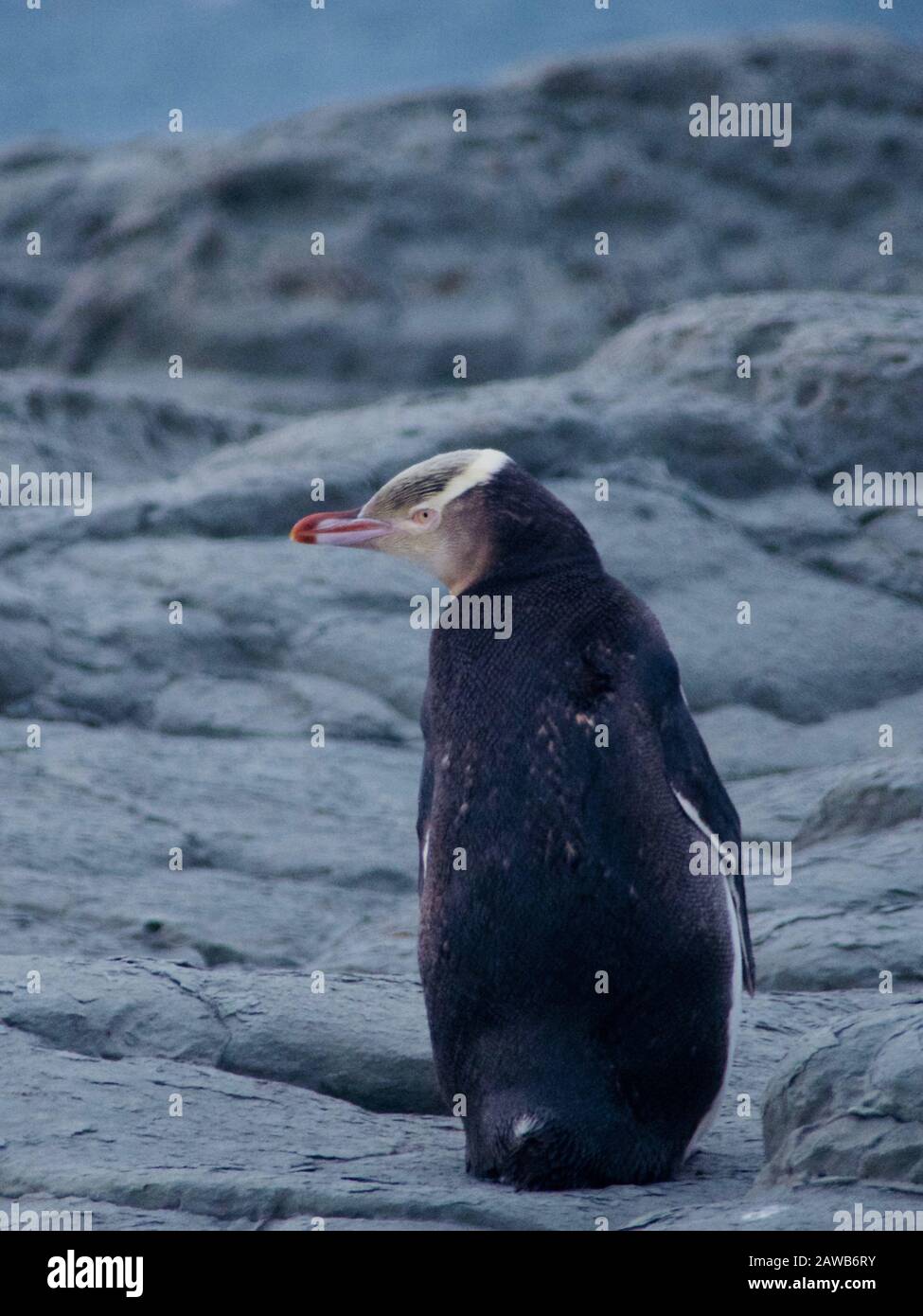 Yellow Eyed Penguin / Hoiho / Tarakaka (Megadyptes antipode) che inizia a molt a Kaikoura, Nuova Zelanda Foto Stock