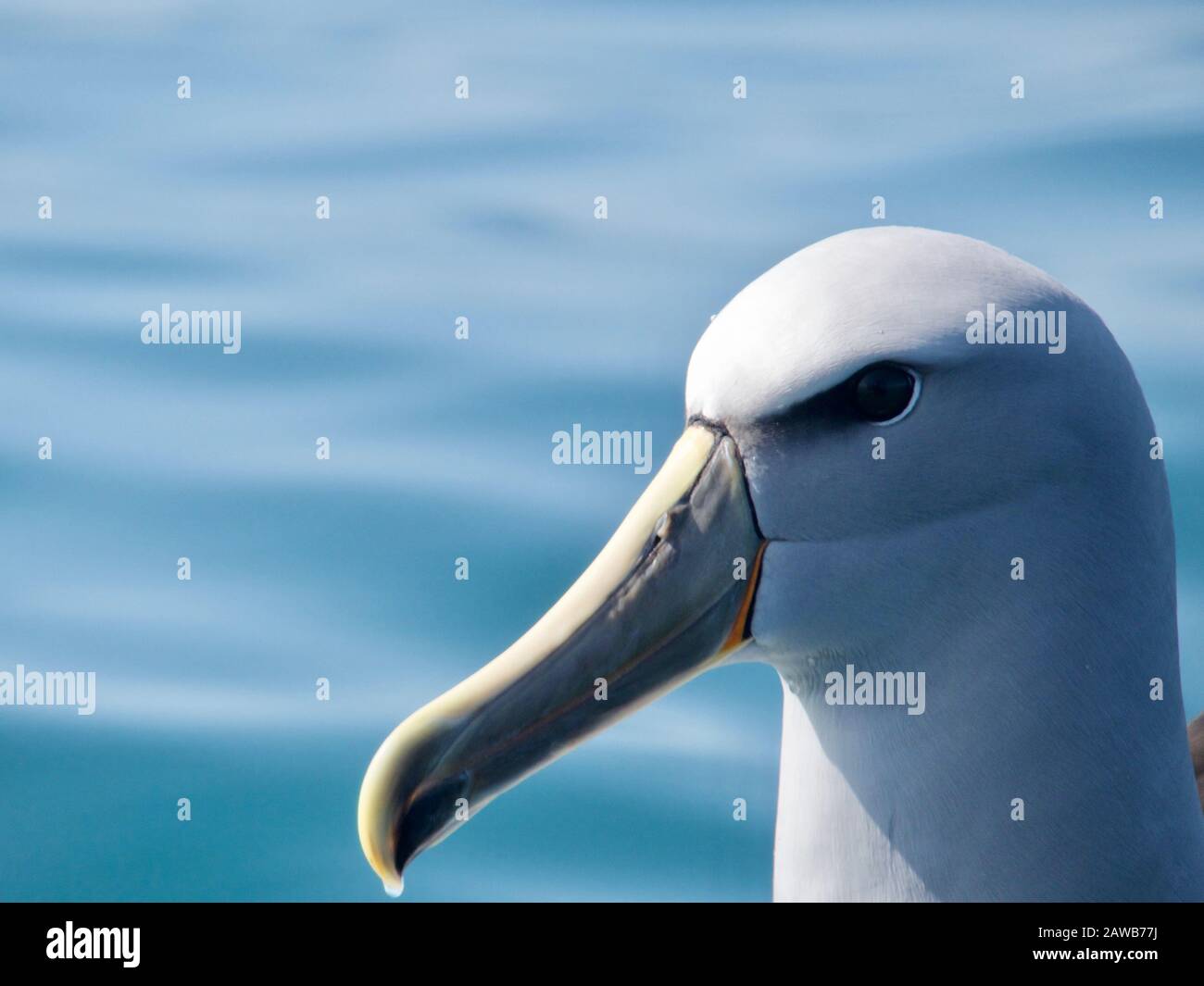 Primo piano di un Salvin Albatross (Thalassarche salvini) (Mollymawk) testa in acque calme al largo della costa di Kaikoura, Nuova Zelanda Foto Stock