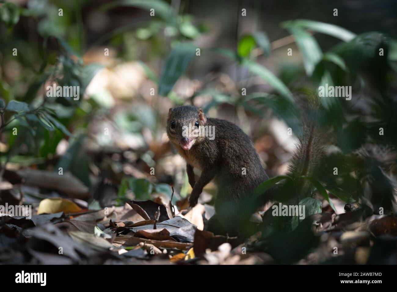 Il upaia belangeri (Tupaia belangeri) è una specie di treeshrew originaria della Thailandia sopra l'Isma di Kra. Foto Stock