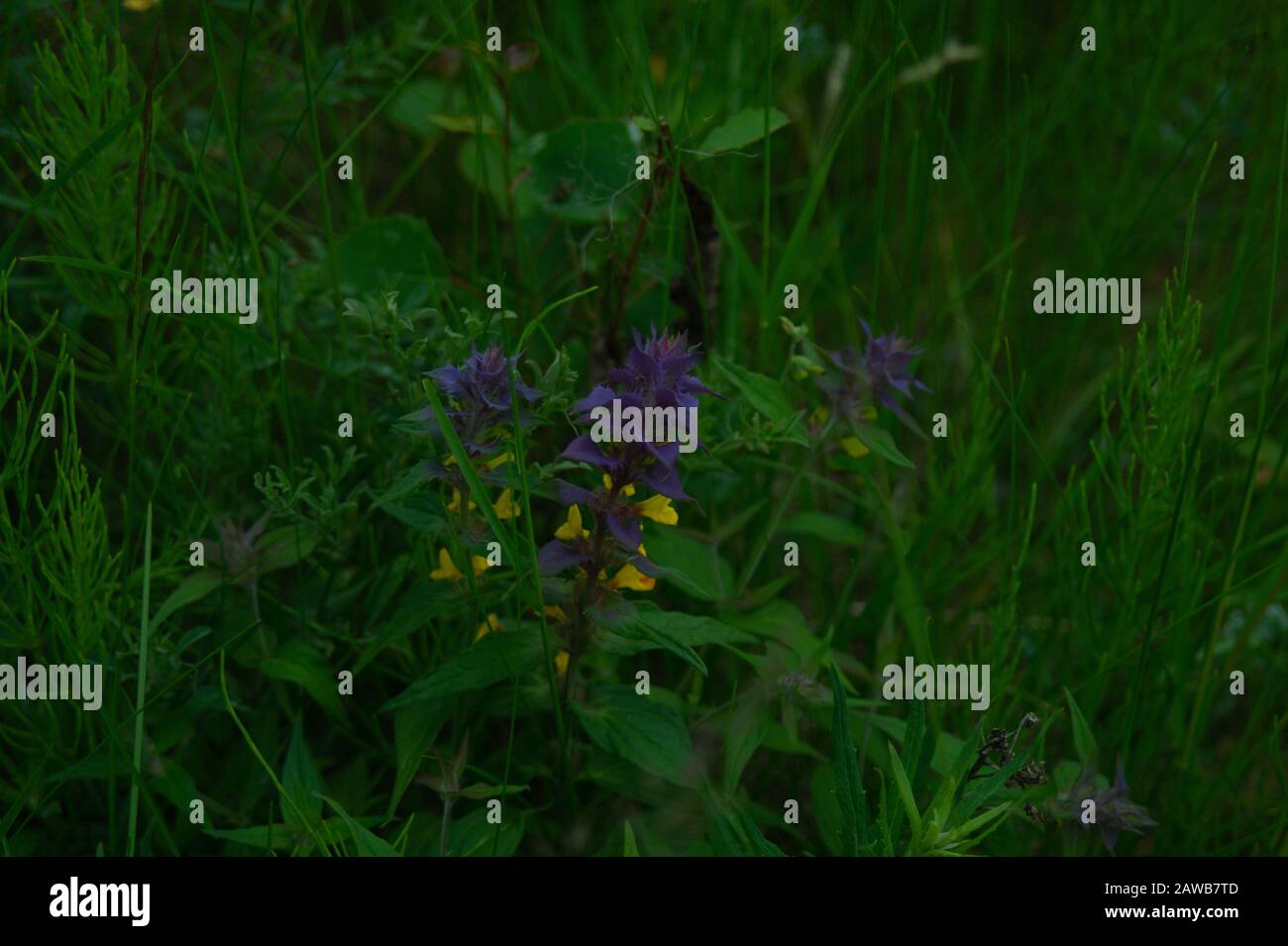 Fogliame nella foresta astratto sfondo. Erba fresca e fiori texture Foto Stock