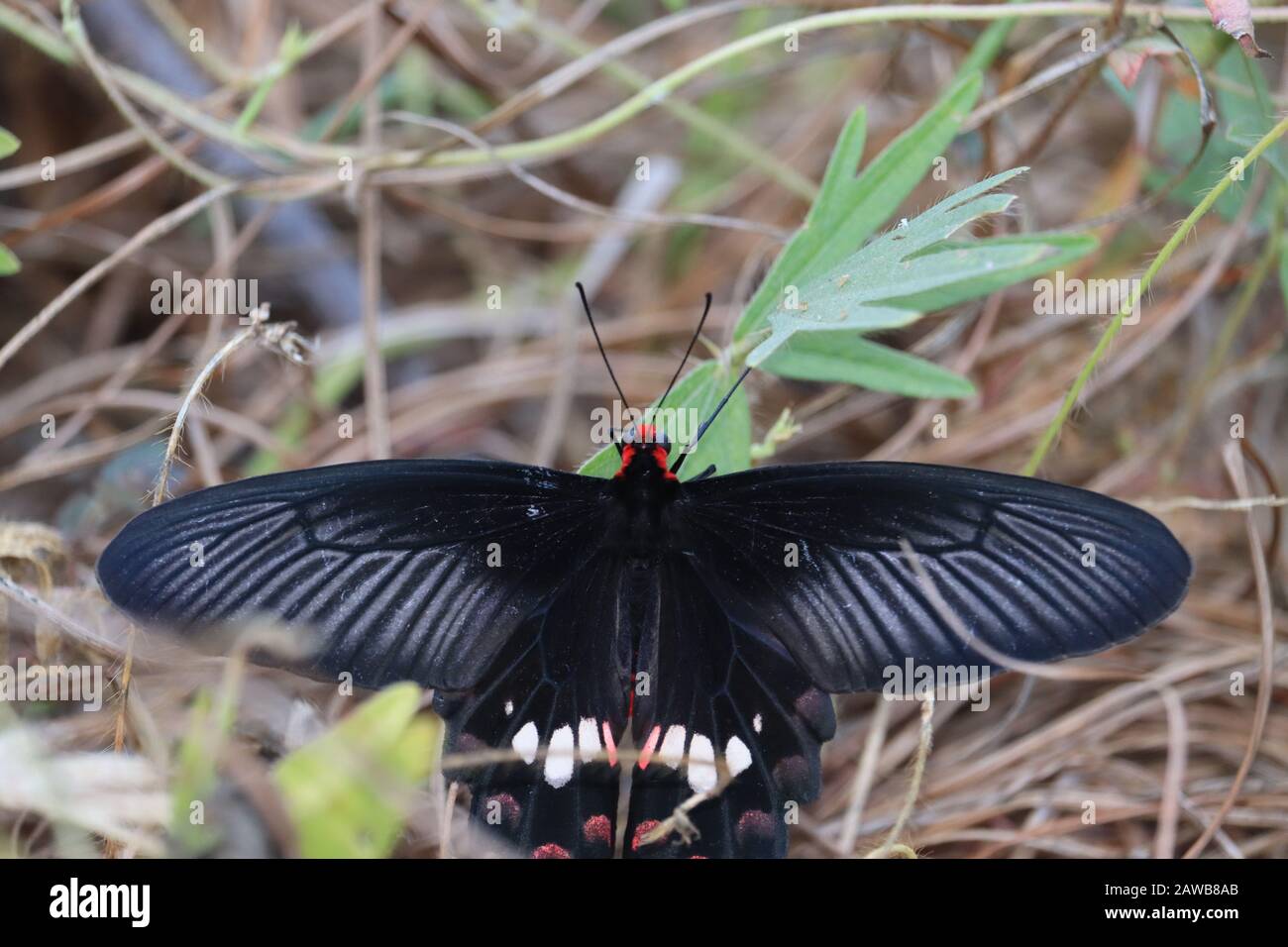 Primo piano di ali nere e farfalla rossa testa sulle foglie verdi di erba in natura, ali di farfalla, farfalla all'aperto insetti farfalla Foto Stock