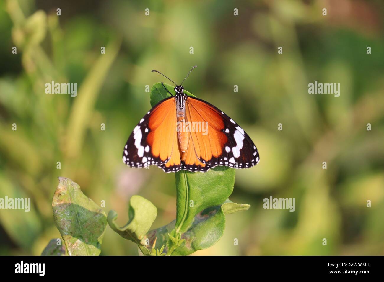 ritratto di una farfalla arancione su foglia verde di limone nella natura , ali di farfalla, insetto farfalla all'aperto Foto Stock