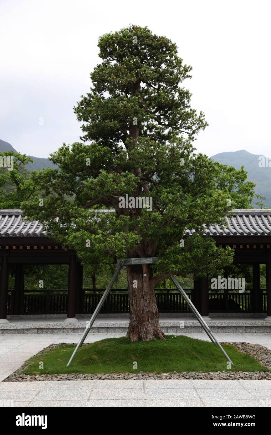 Foto di un albero in una struttura per supportarlo In un tempio buddista di Hong Kong in un giardino o parcheggiare Foto Stock