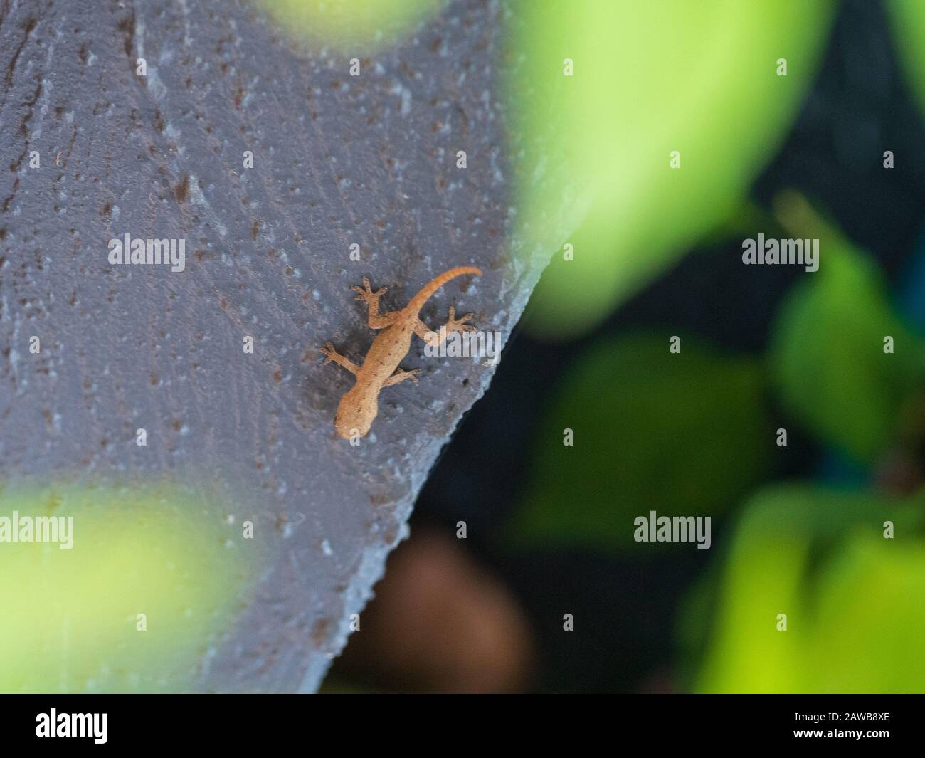 Rettile. Piccola lucertola gecko, forse Asian House Gecko? con i puntini giù la schiena, su una parete blu grigia al sole. Australia. Foto Stock