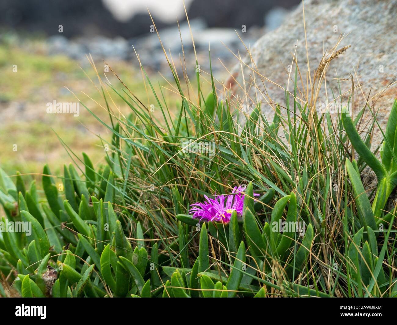 Singola rosa fiorisce su una succulenta crescita dal mare Foto Stock