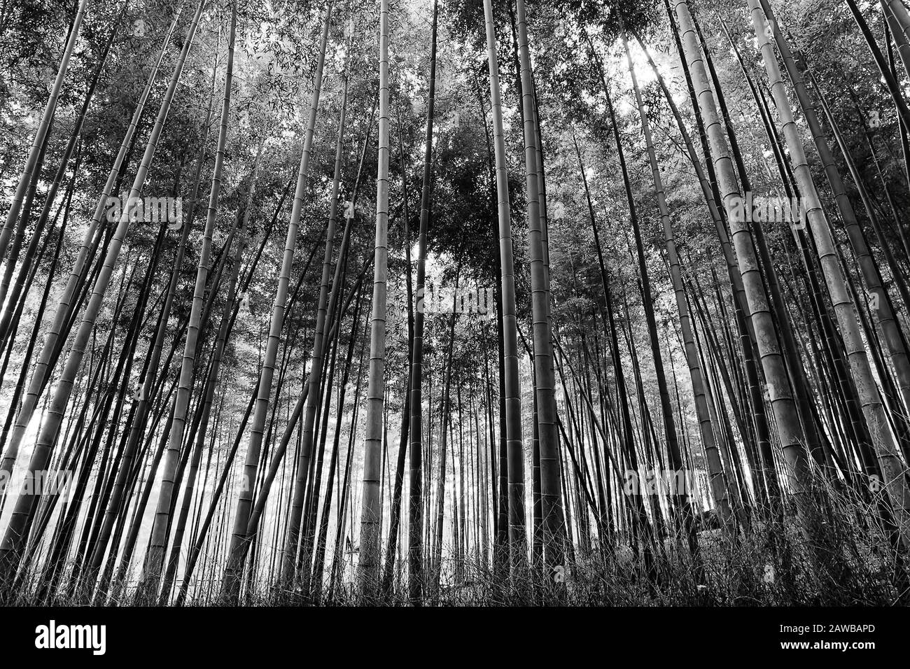 Bianco-nero tronchi drammatici di alberi di bambù in una foresta del Giappone - Kyoto città. Foto Stock