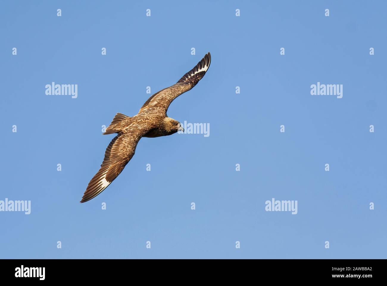 Great Skua - Catharacta skua - grande uccello di mare marrone dall'Oceano Atlantico del Nord, isola di Runde, Norvegia. Foto Stock