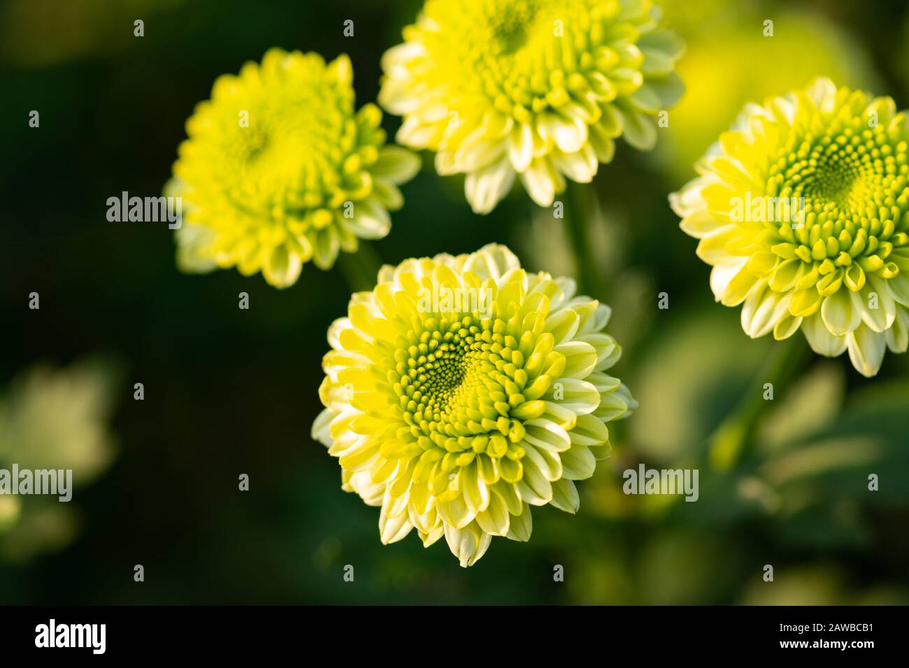 Crisantemi verdi, a volte chiamati mum o crisanths. Concetto di fiori verdi. Foto Stock