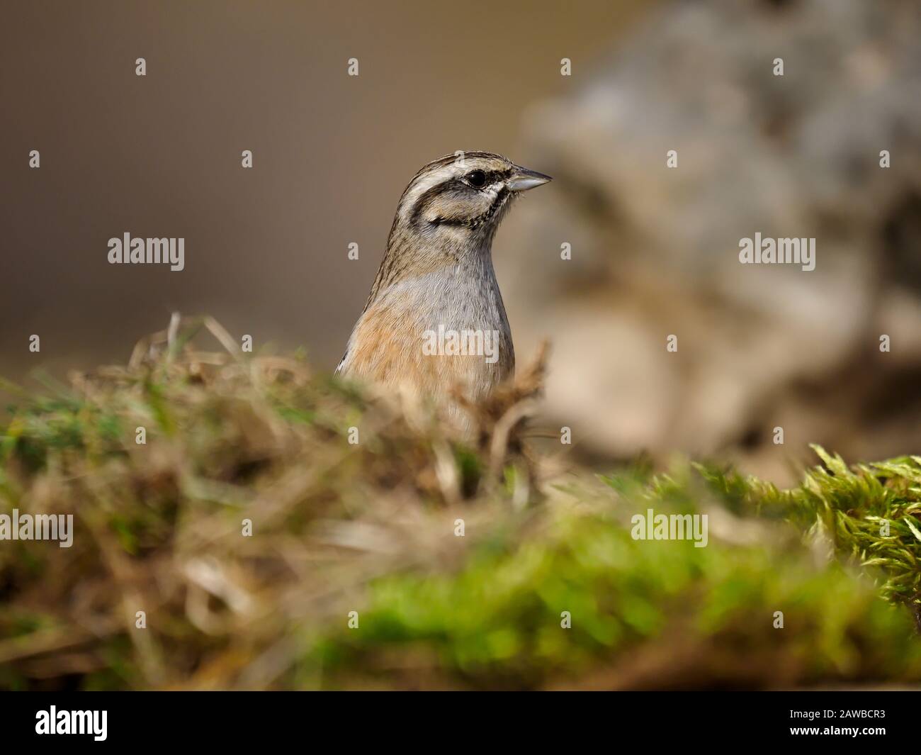 Rock bunting, Emberiza cia, singolo uccello in ramo, Spagna, gennaio 2020 Foto Stock