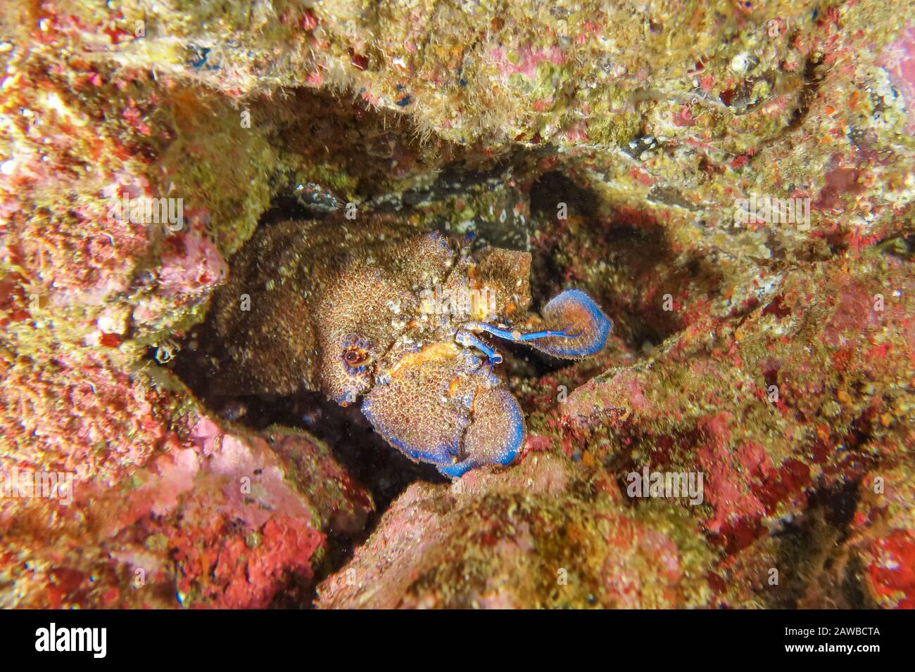 Graeter slipper Lobster-Grande cigale (Scillarides latus), Pico Island, arcipelago delle Azzorre. Foto Stock