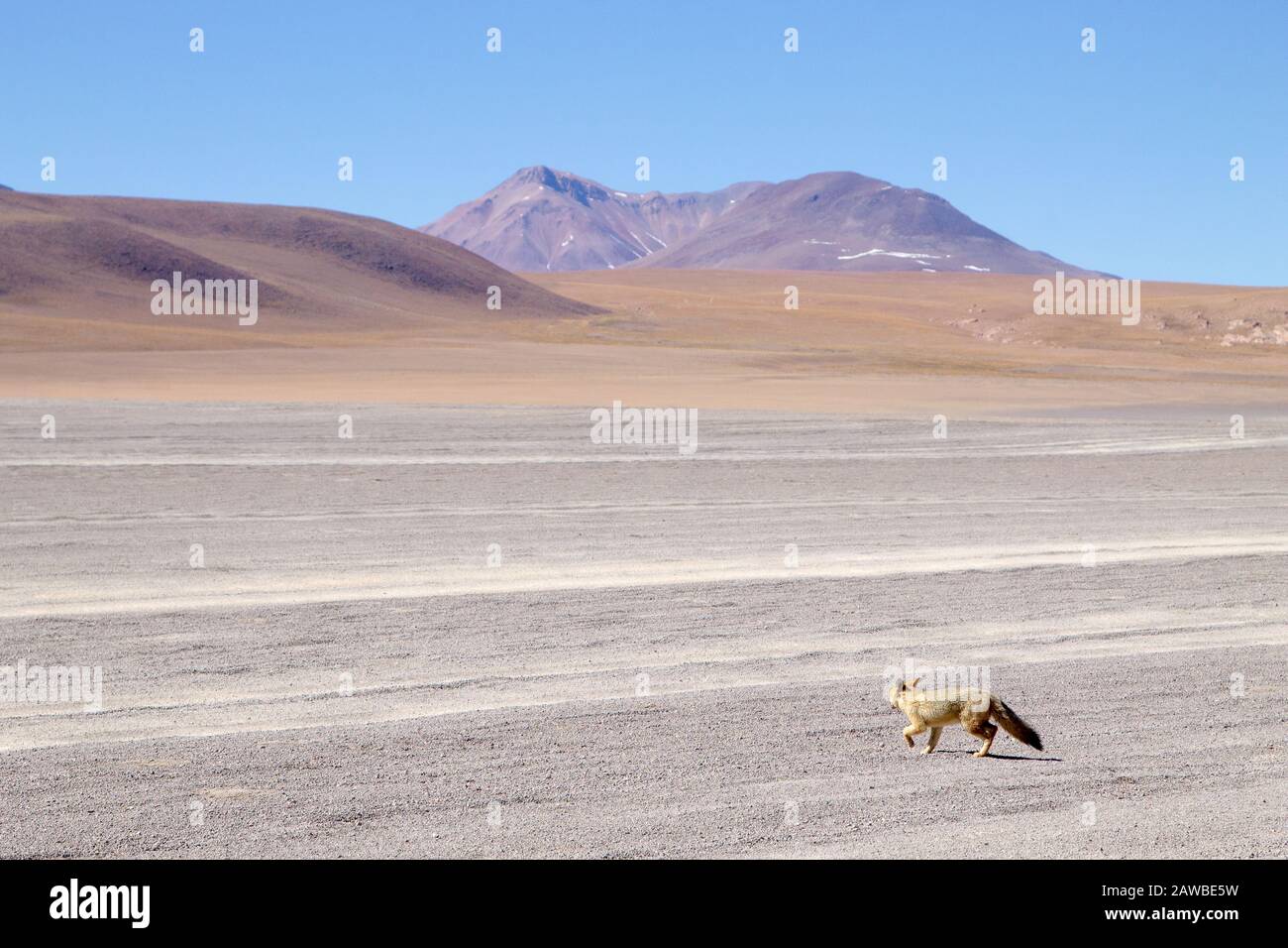 Fox andino in Bolivia. Fauna boliviano Foto Stock