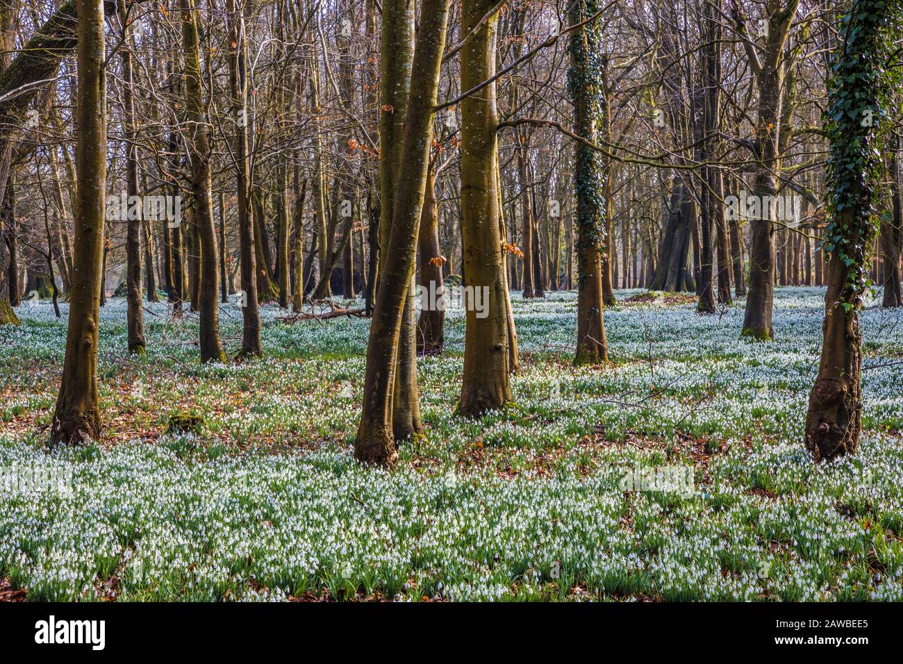 Snowdrops al Welford Park nel Berkshire. Foto Stock