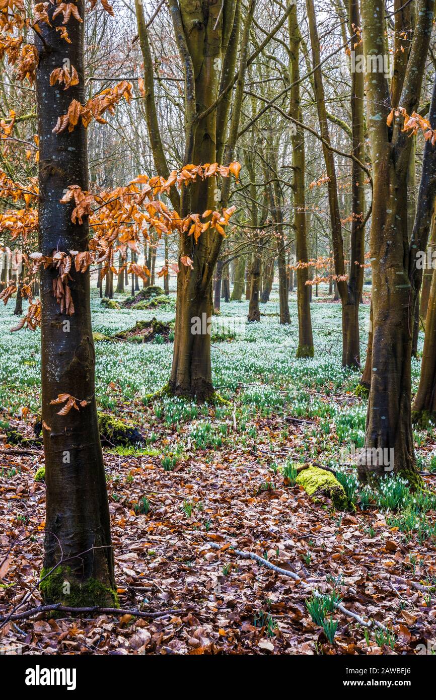 Snowdrops al Welford Park nel Berkshire. Foto Stock