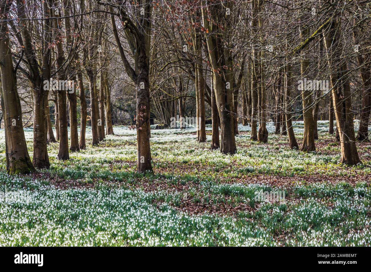 Snowdrops al Welford Park nel Berkshire. Foto Stock