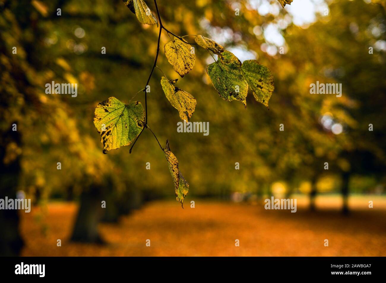 Le foglie cadranno in un parco tranquillo Foto Stock