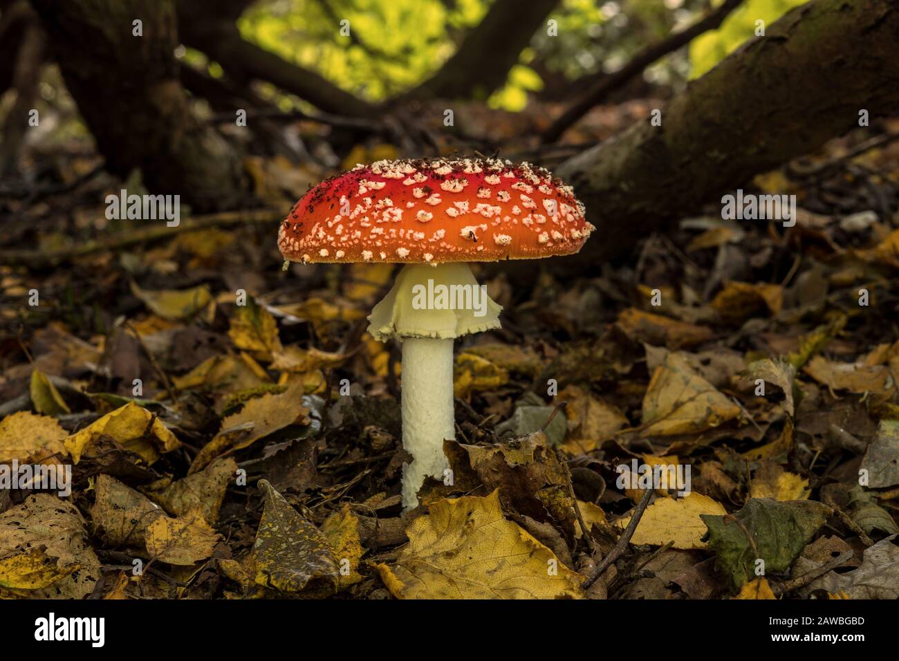 Fungo rosso nella foresta, Park in Coventry UK Foto Stock