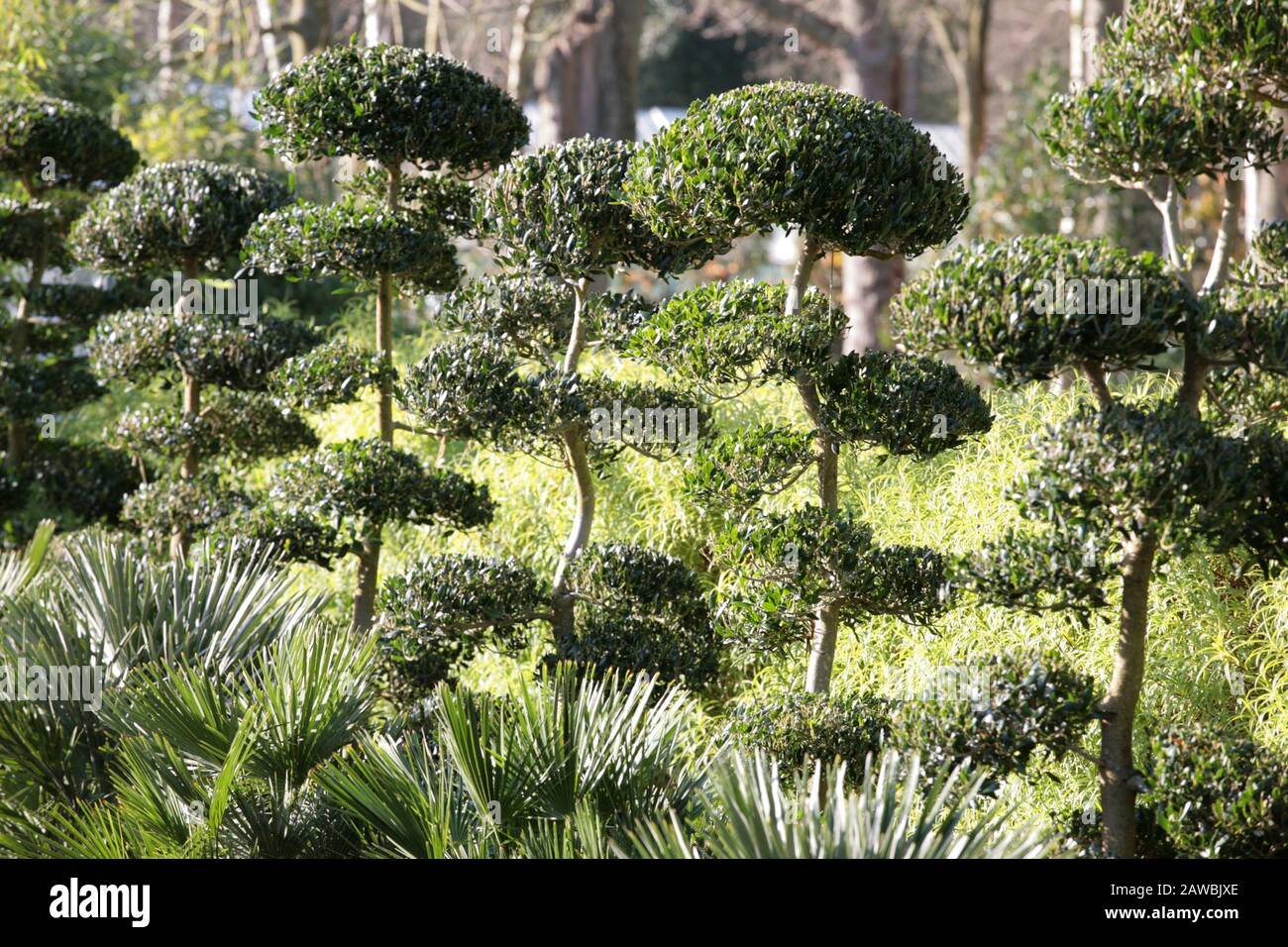 Ilex crenata: Giapponese Holly topiary potato in forma di nube albero: Piante architettoniche, Pulborough, West Sussex Foto Stock