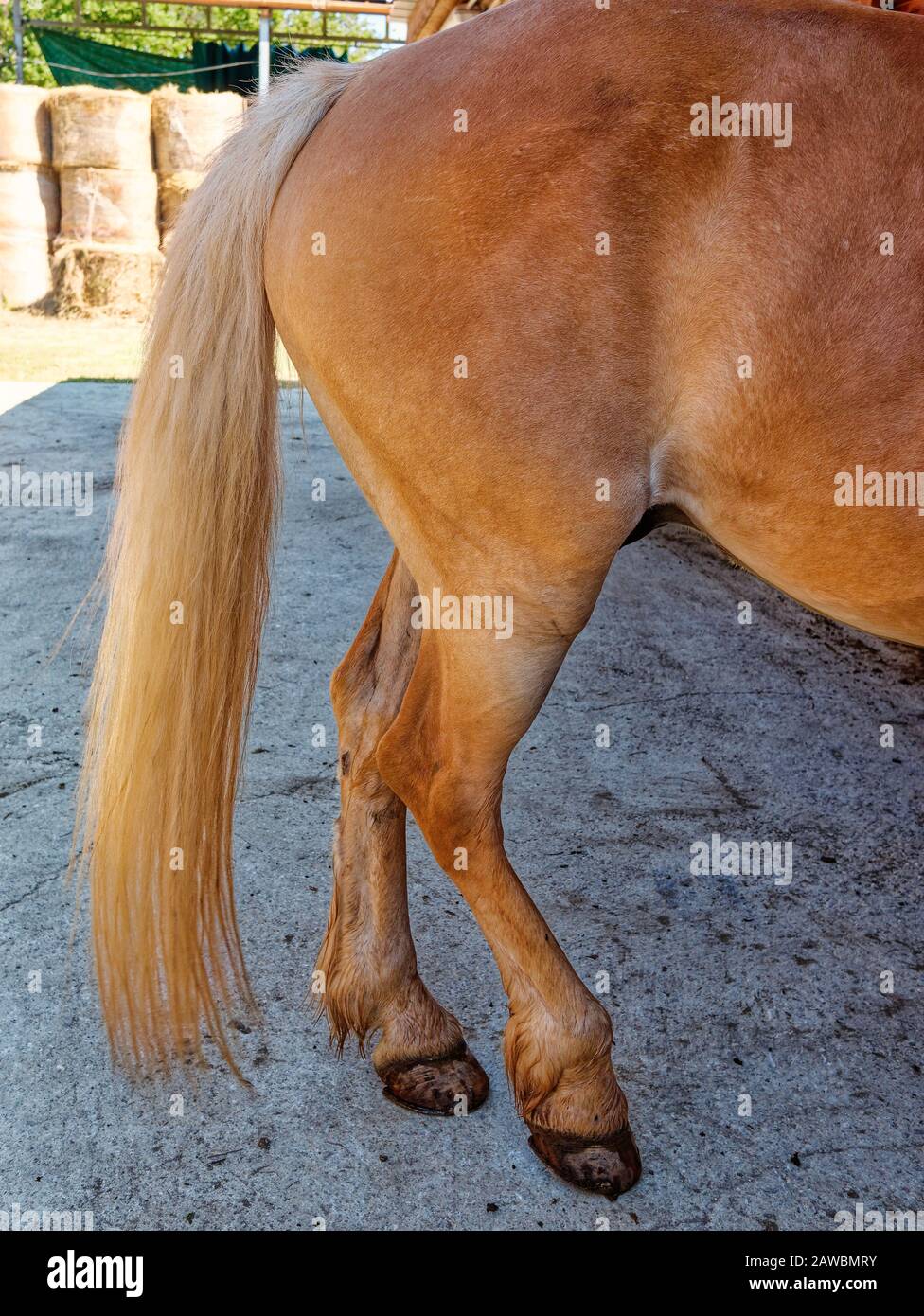 coda cavallo marrone vicino in azienda Foto Stock