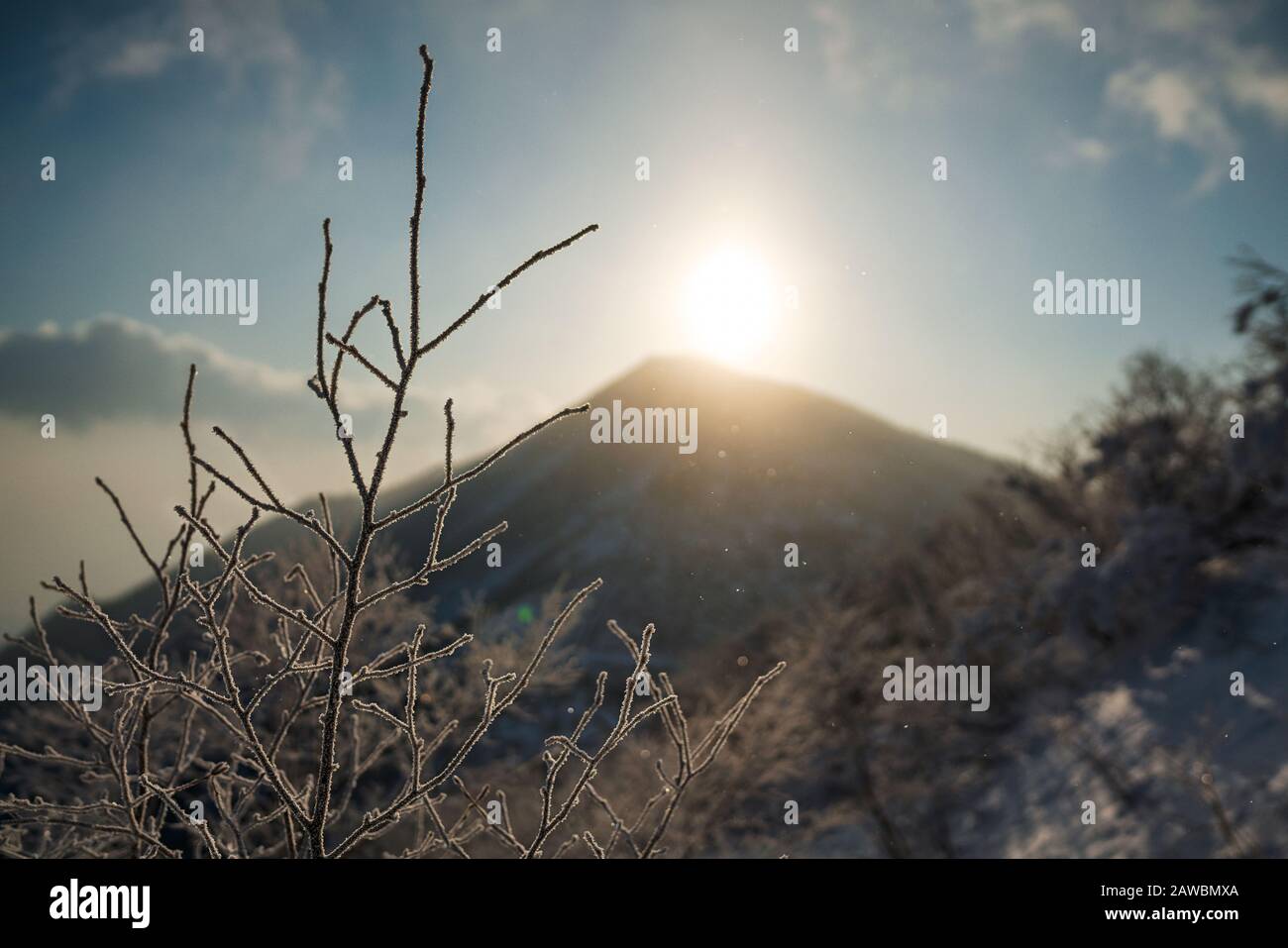 Foto dettagliate della foresta e della natura in inverno. Foto Stock