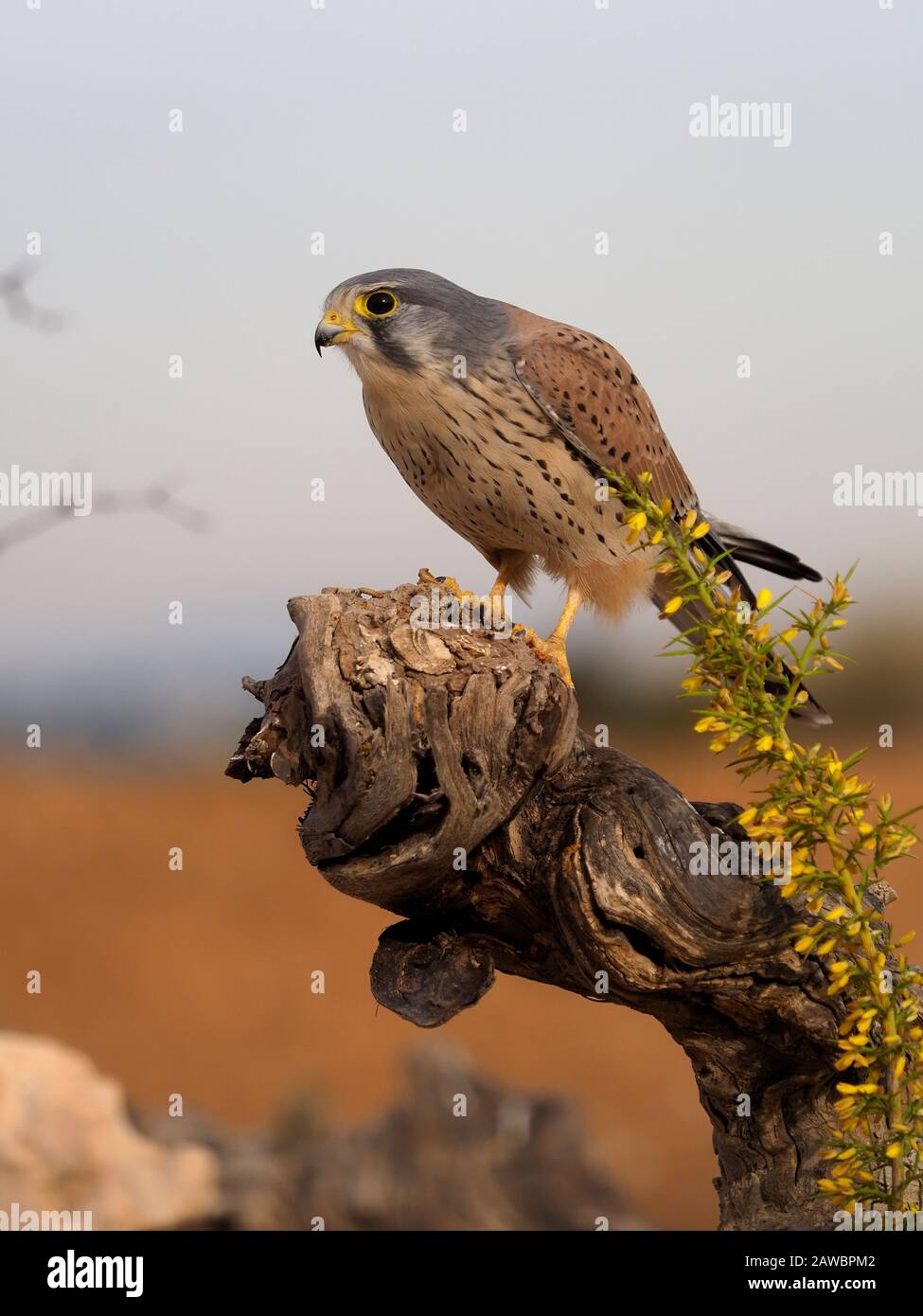 Kestrel, Falco tinnunculus, single male in filiale, Spagna, gennaio 2020 Foto Stock