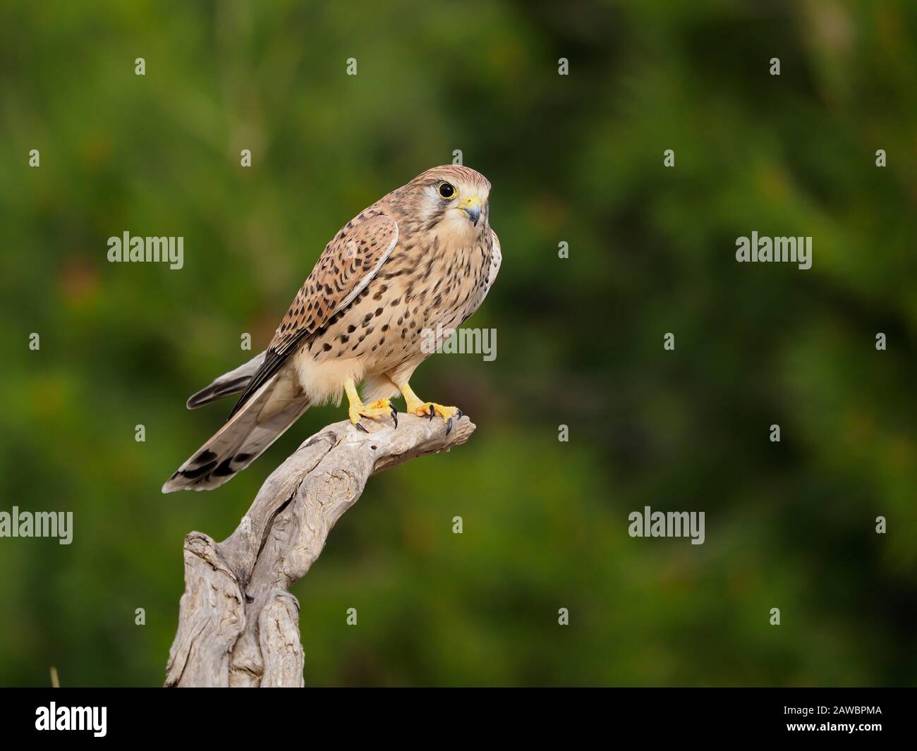 Kestrel, Falco tinnunculus, single femminile in succursale, Spagna, gennaio 2020 Foto Stock