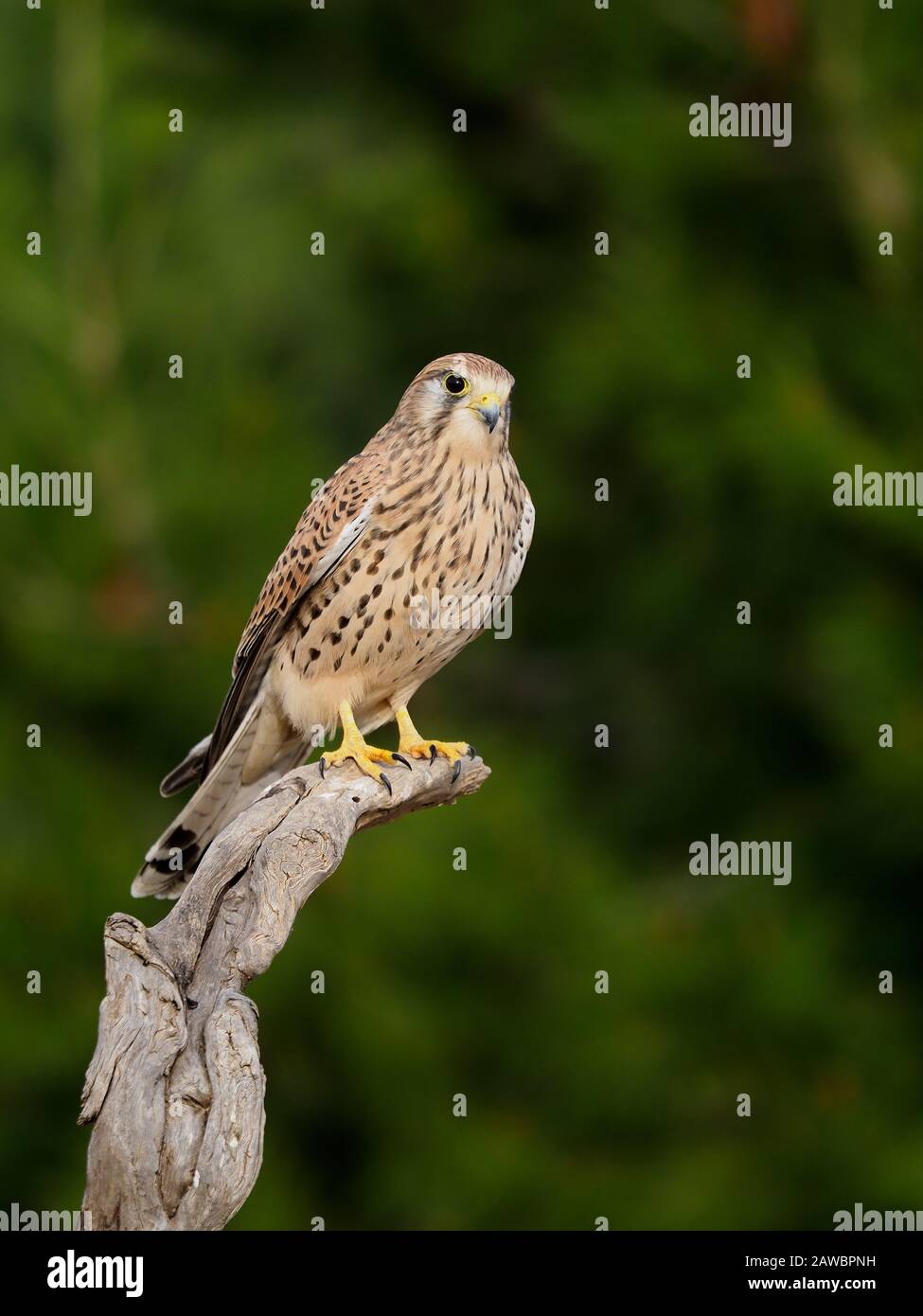 Kestrel, Falco tinnunculus, single femminile in succursale, Spagna, gennaio 2020 Foto Stock