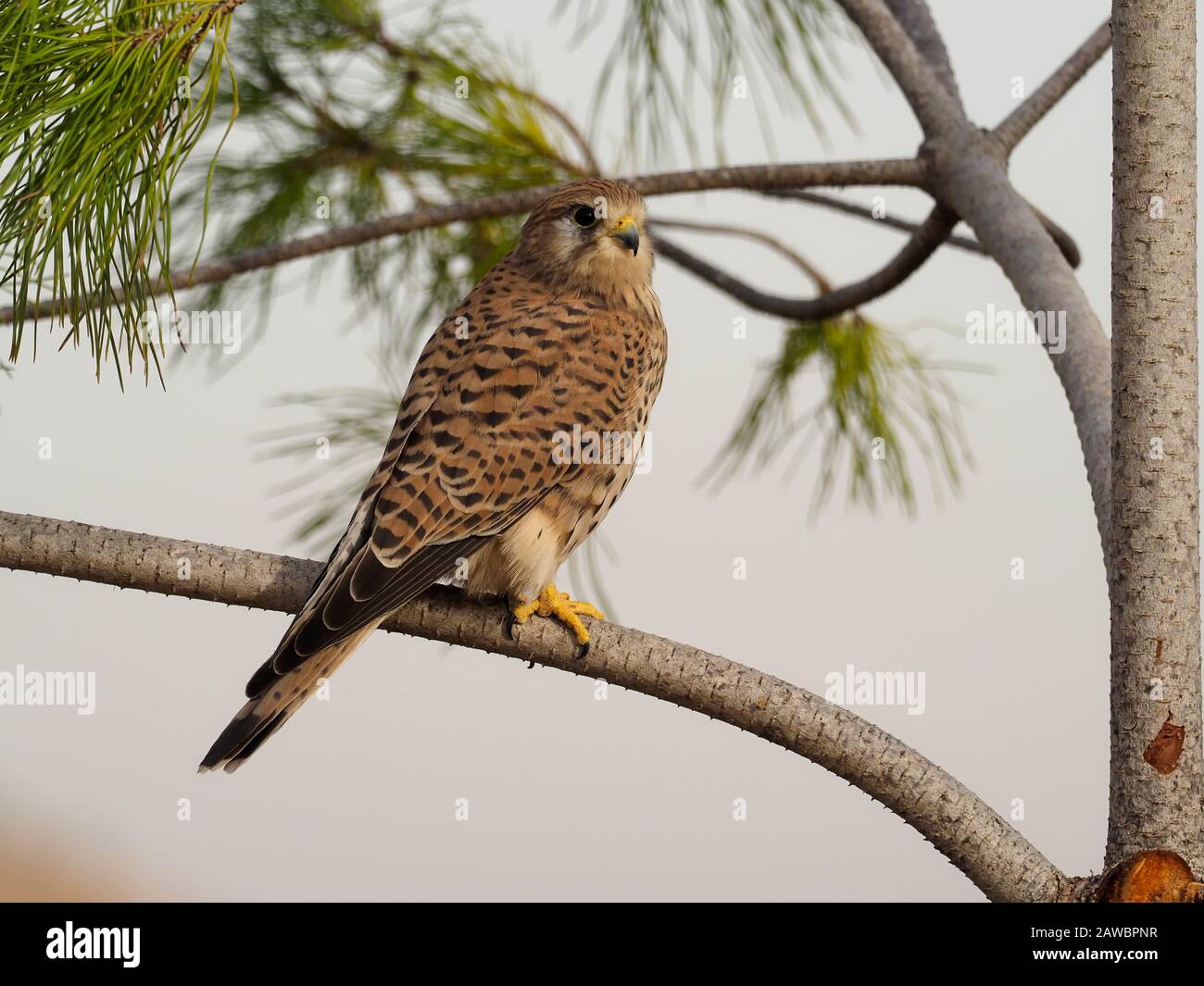 Kestrel, Falco tinnunculus, single femminile in succursale, Spagna, gennaio 2020 Foto Stock