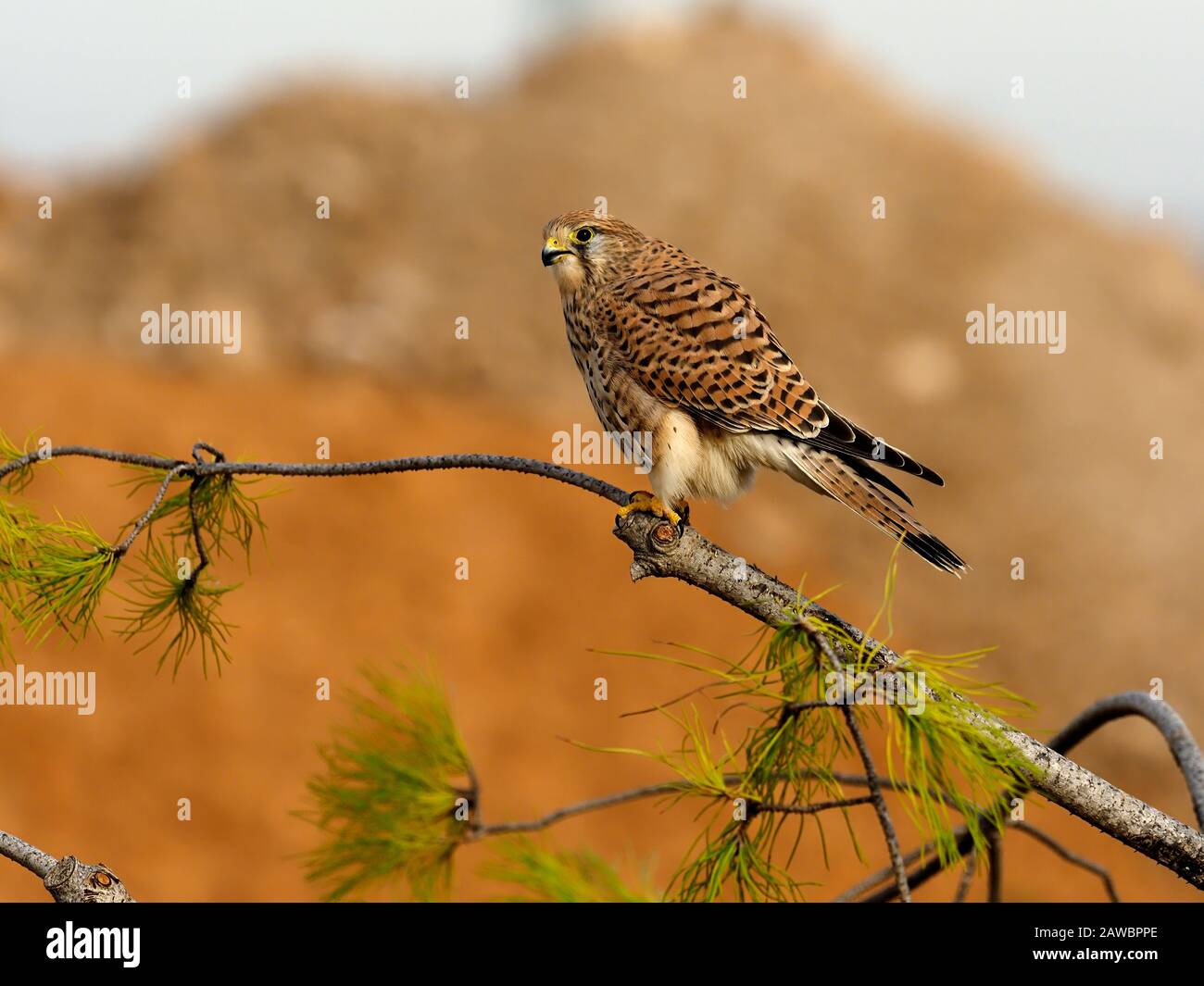 Kestrel, Falco tinnunculus, single femminile in succursale, Spagna, gennaio 2020 Foto Stock