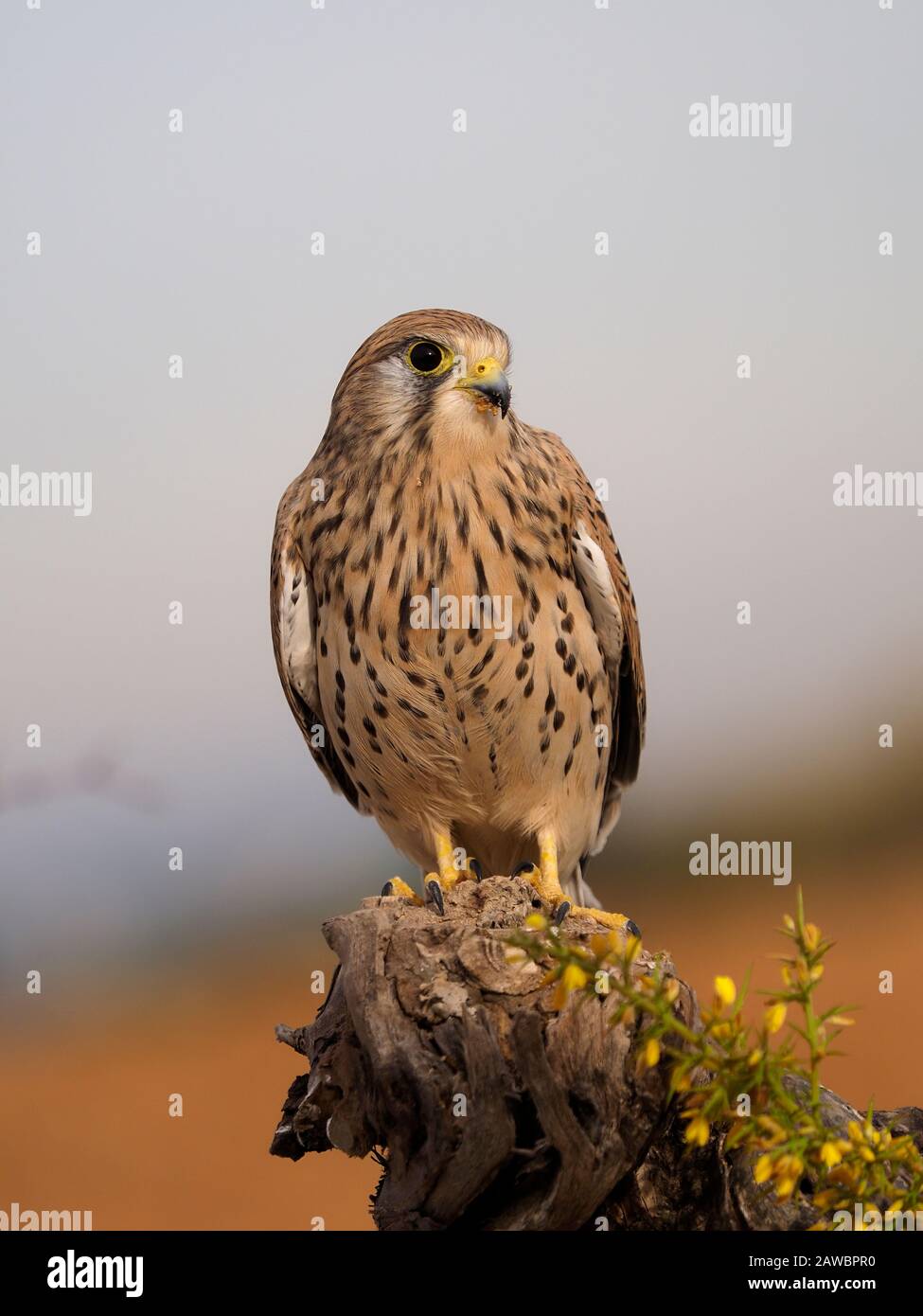 Kestrel, Falco tinnunculus, single femminile in succursale, Spagna, gennaio 2020 Foto Stock