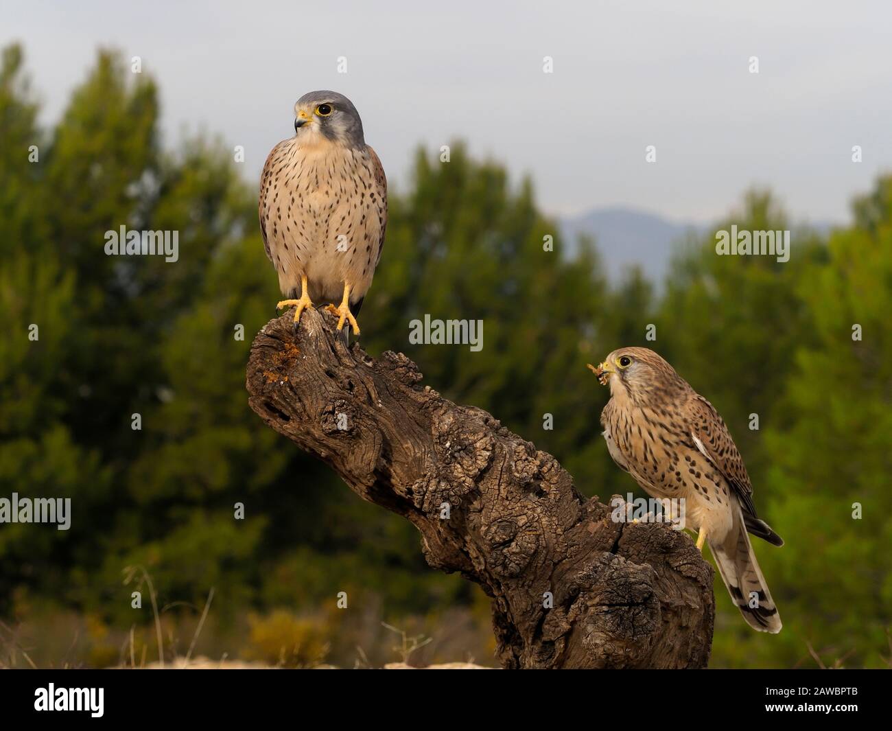 Kestrel, Falco tinnunculus, maschio e femmina in succursale, Spagna, gennaio 2020 Foto Stock