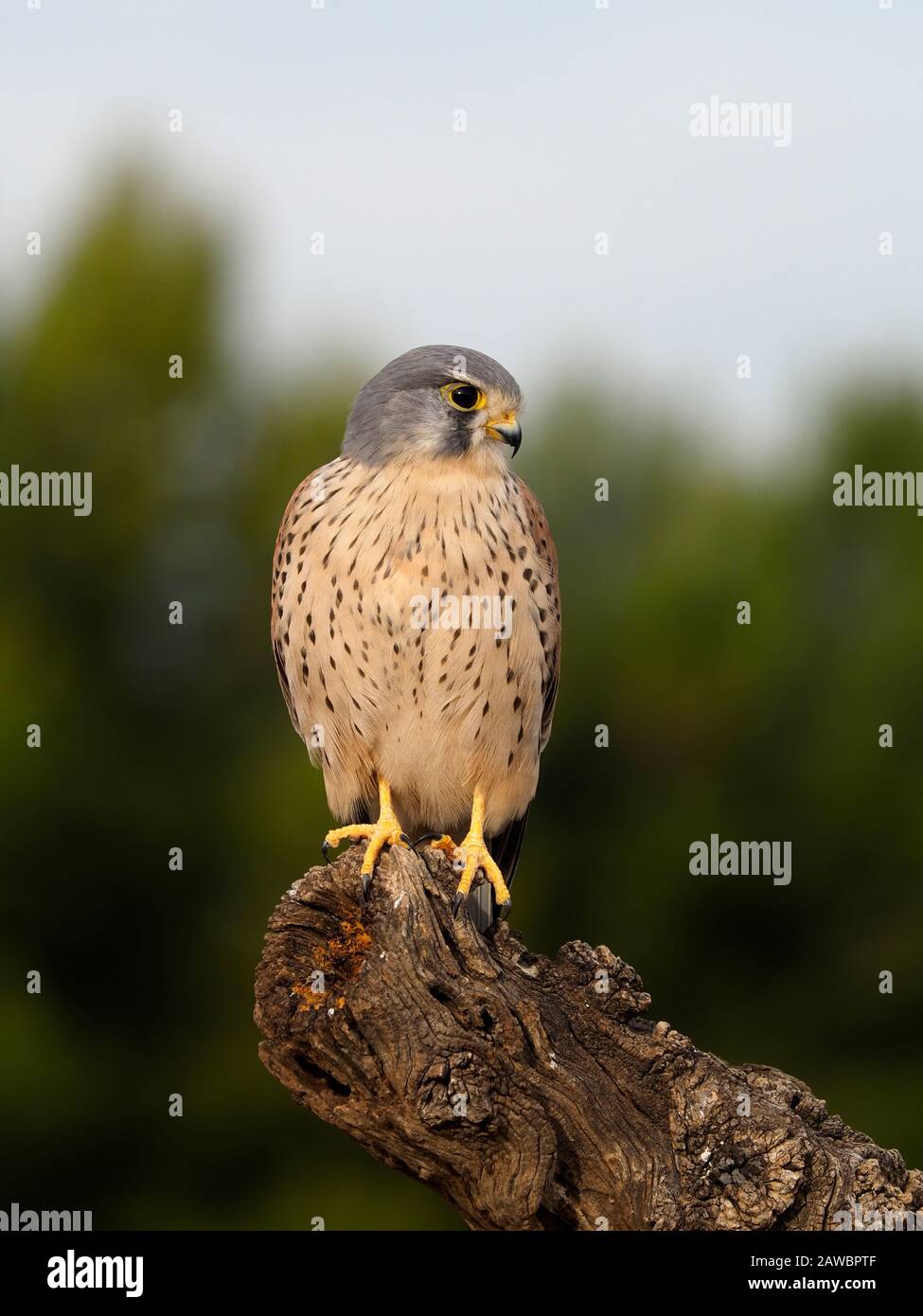 Kestrel, Falco tinnunculus, single male in filiale, Spagna, gennaio 2020 Foto Stock