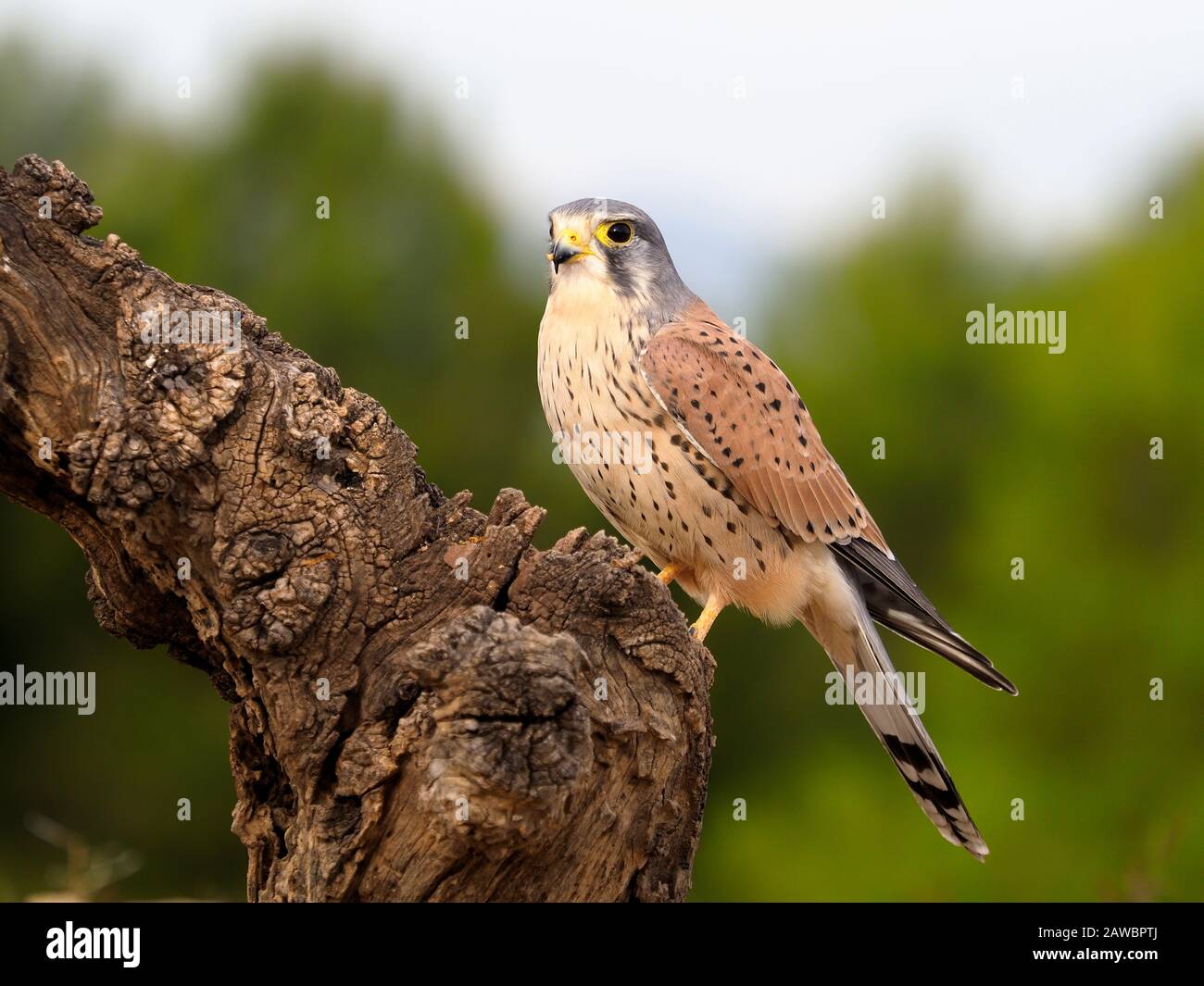 Kestrel, Falco tinnunculus, single male in filiale, Spagna, gennaio 2020 Foto Stock