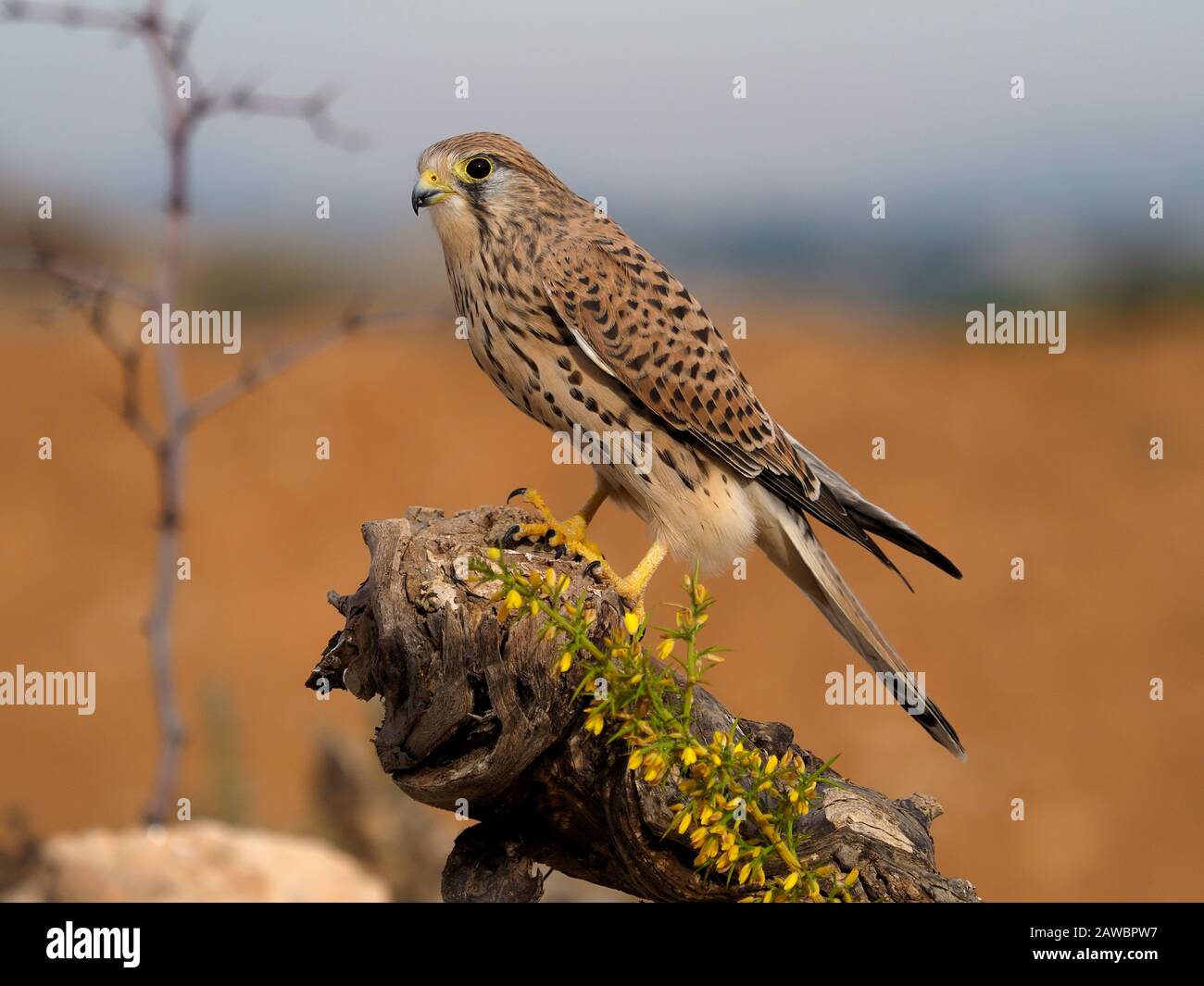 Kestrel, Falco tinnunculus, single femminile in succursale, Spagna, gennaio 2020 Foto Stock