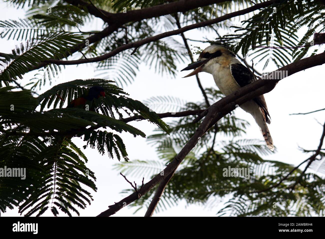 Ridere kookaburra e amici Foto Stock