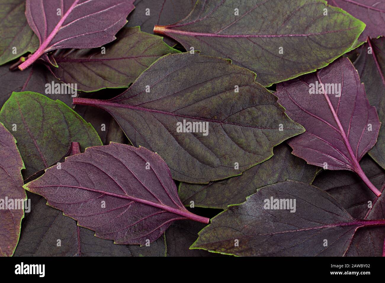 Foglie di basilico viola closeup dettaglio sfondo Foto Stock