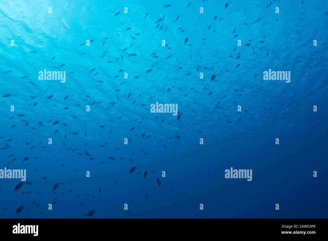 Scena blu subacquea con pesci. Foto V.D. Foto Stock