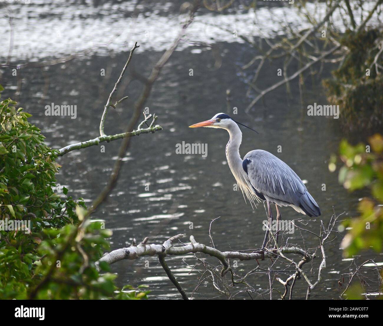 Airone grigio (Ardea cinerea) a Kelsey Park, Beckenham, Londra, Regno Unito. Un airone grigio si erge su un ramo che si affaccia sul lago Foto Stock
