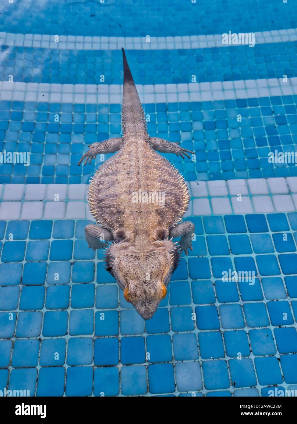 Un drago barbuto che nuotava in una piscina Foto Stock