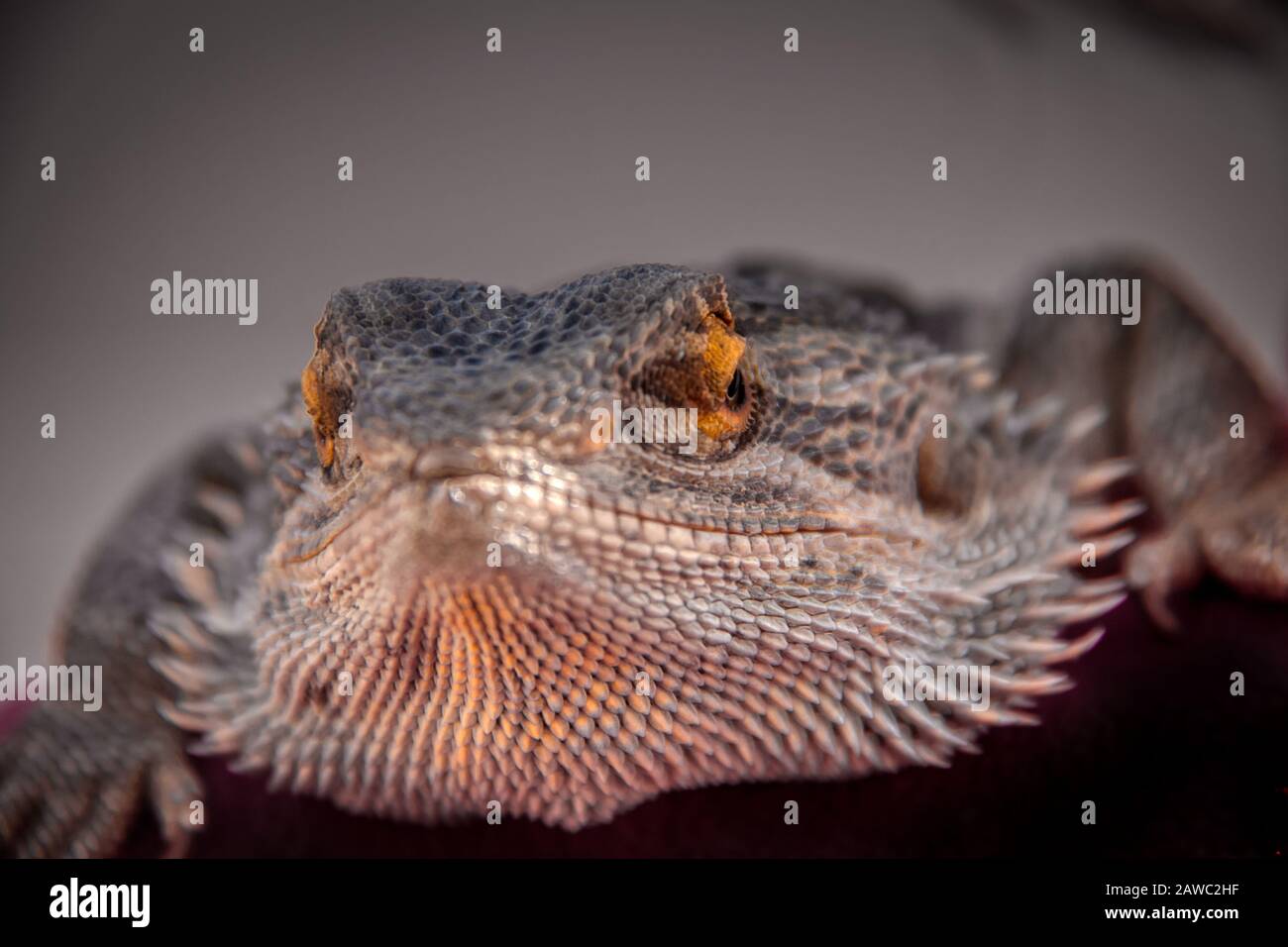Primo piano di un drago con barba (pogona vitticeps), un rettile che vive in Australia ed è un adorabile animale domestico Foto Stock