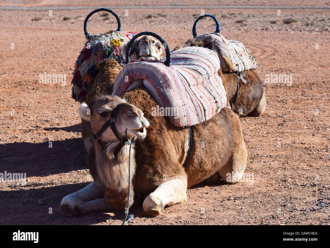 3 cammelli con selle utilizzate per gite turistiche adagiate nel deserto di palmeti vicino a Marrakech in Marocco Foto Stock