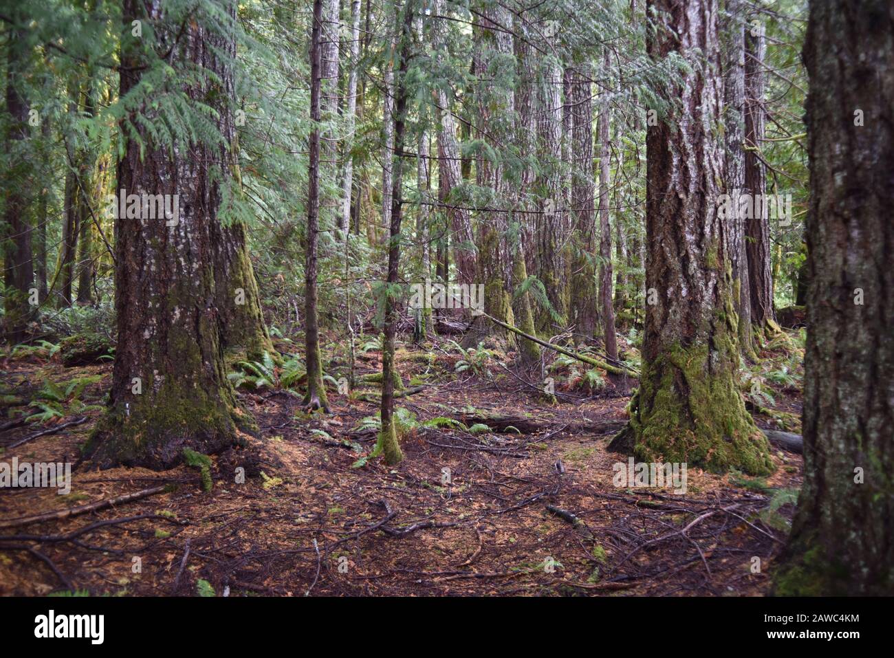 Washington, U.S.A. 19 ottobre 2017. Olympic National Park Moments In Time Trail. Sentiero tranquillo attraverso alberi di pino coperti da muschio, felci e parotite. Foto Stock